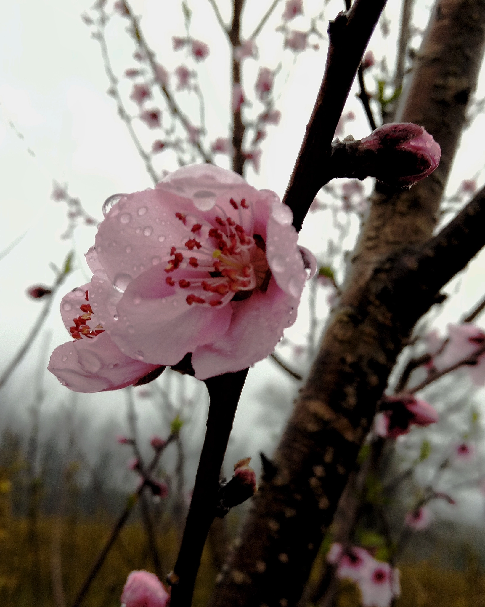 OPPO R9k sample photo