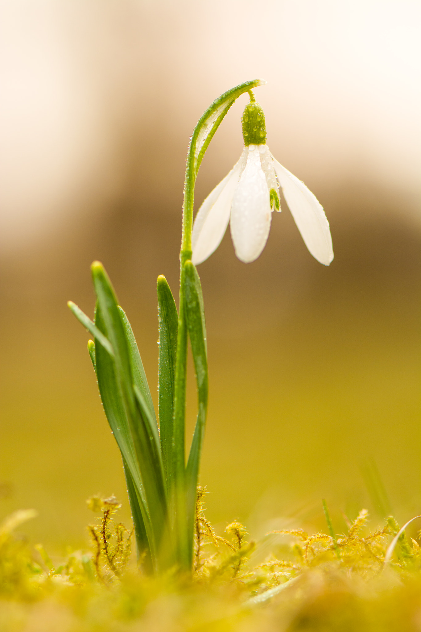 Nikon AF-S Micro-Nikkor 105mm F2.8G IF-ED VR sample photo. Sněženka photography