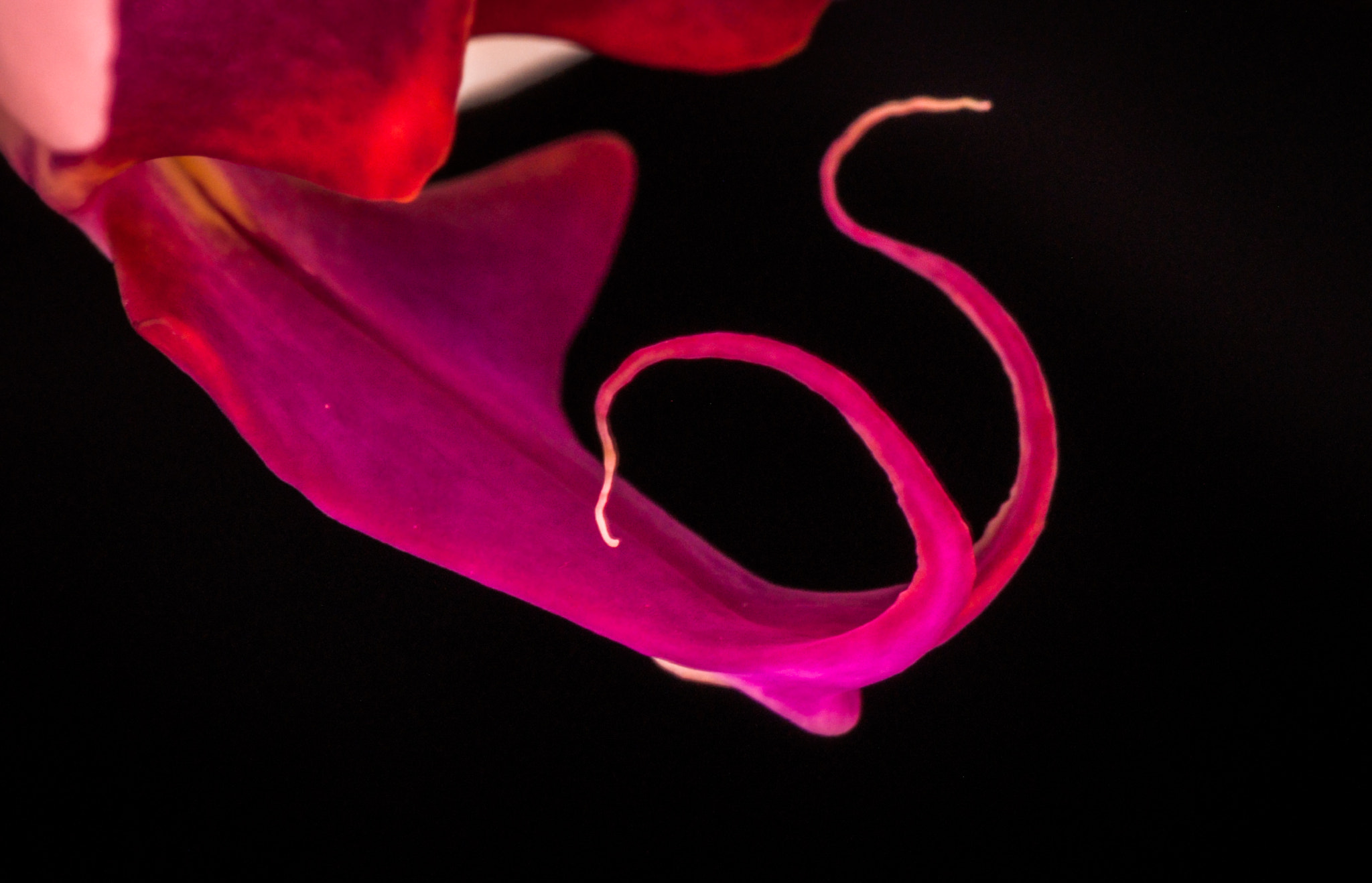 Nikon AF-S Micro-Nikkor 105mm F2.8G IF-ED VR sample photo. Tongue. Язик. photography