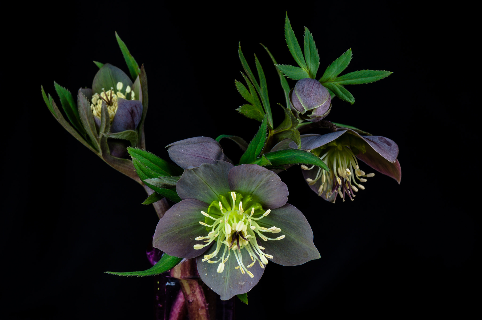 Nikon AF-S Micro-Nikkor 105mm F2.8G IF-ED VR sample photo. Quintet. Квінтет. photography