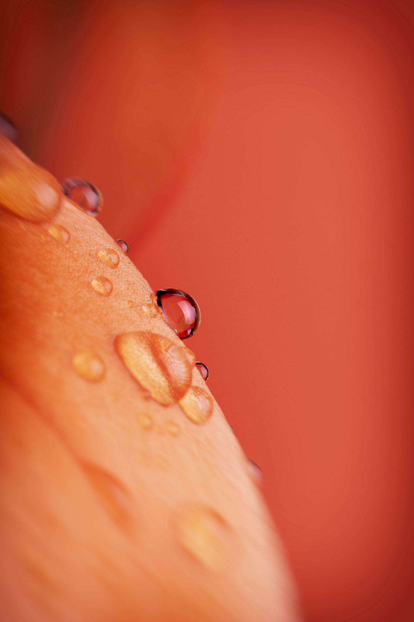Canon EF 100mm F2.8 Macro USM sample photo. Drop of water on a flower photography