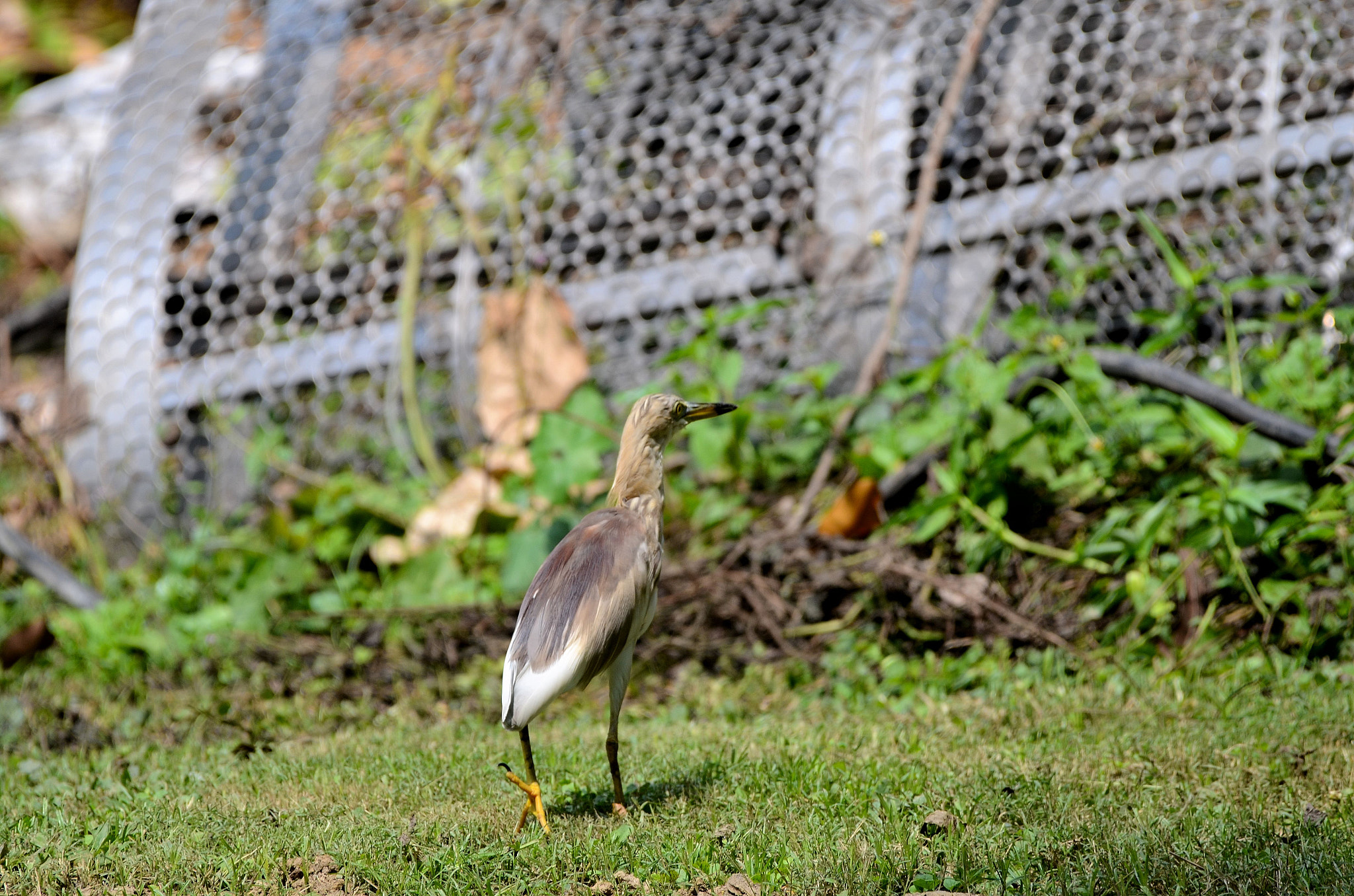 Nikon AF-S Nikkor 200-500mm F5.6E ED VR sample photo. Looking for food. photography