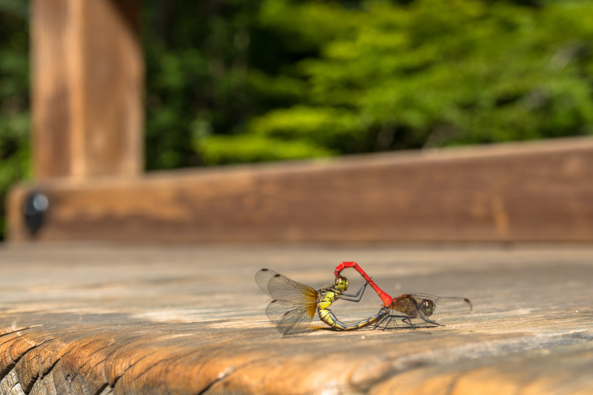 Canon EOS 760D (EOS Rebel T6s / EOS 8000D) + Canon EF-S 17-55mm F2.8 IS USM sample photo. Kyoto - dragonflies photography