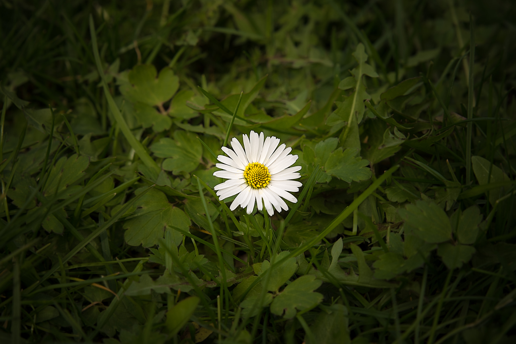 Nikon D7200 sample photo. One shining daisy... photography