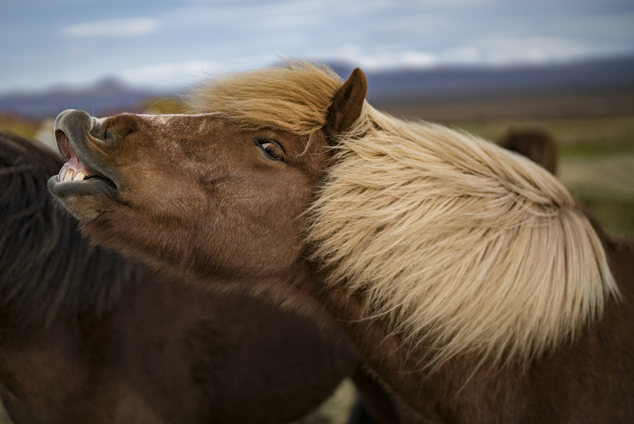 Sony a7R II + Sony Planar T* FE 50mm F1.4 ZA sample photo. Iceland horse photography