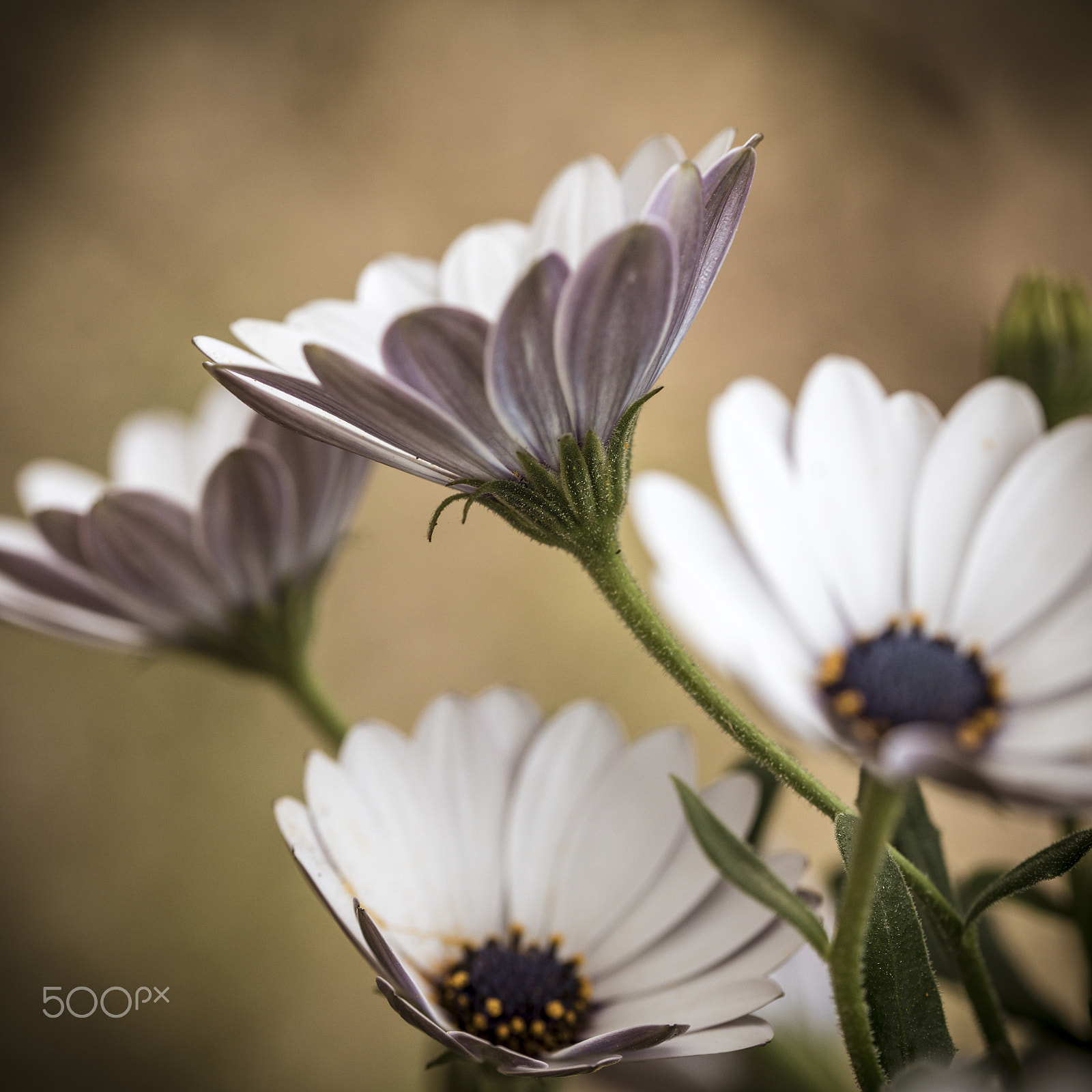 Sigma 105mm F2.8 EX DG OS HSM sample photo. Bokeh di primavera photography