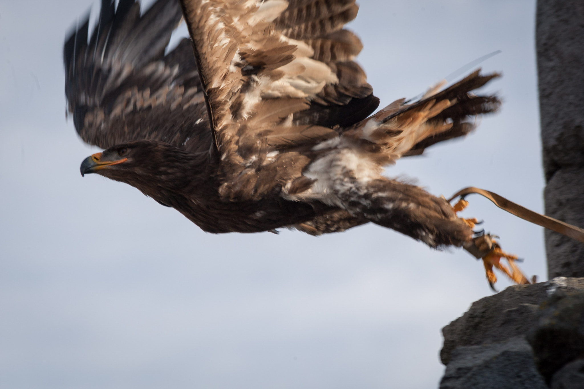 Canon EOS-1D Mark III sample photo. Take off! photography