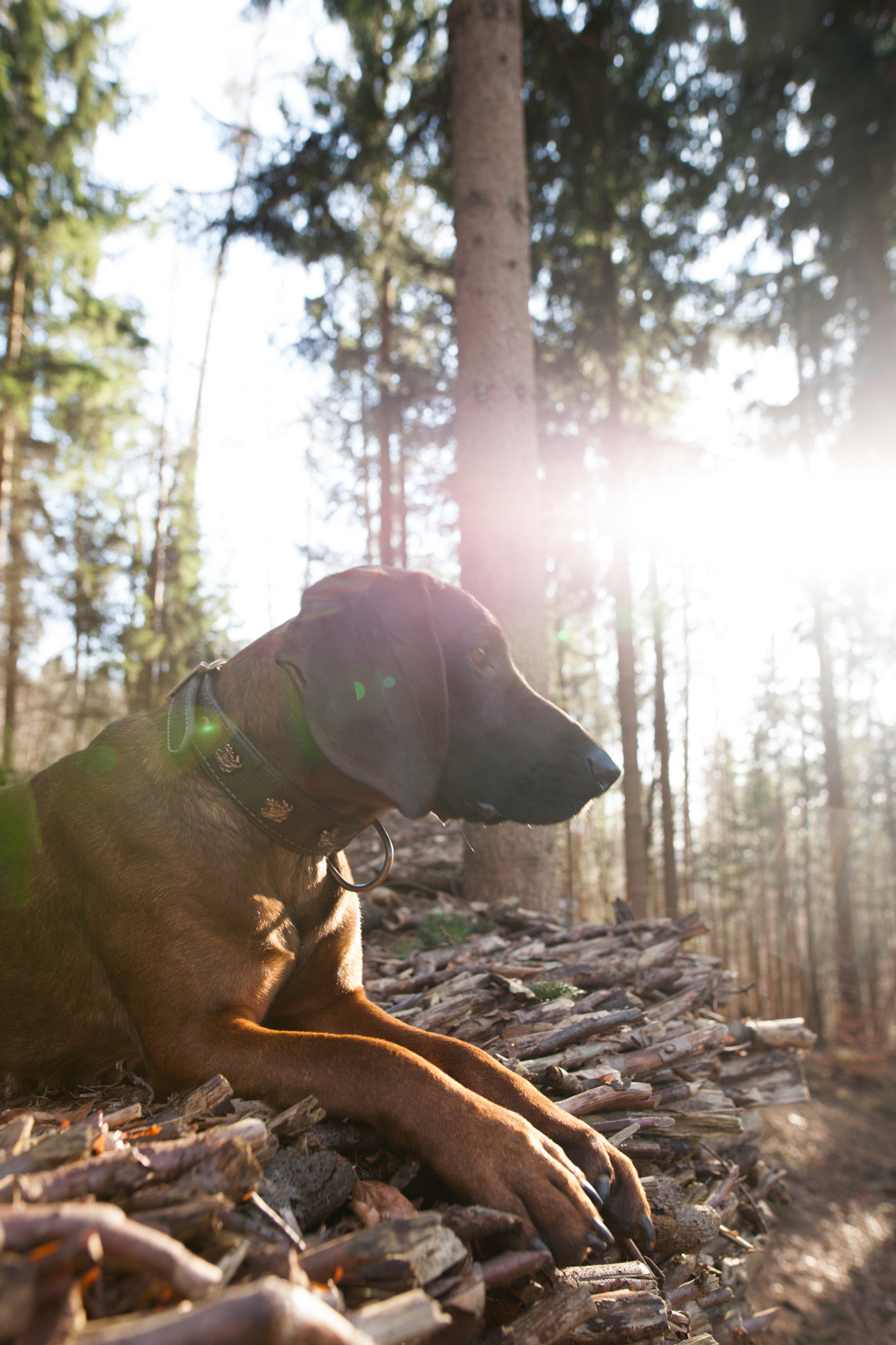 Canon EOS 5D Mark II + Sigma 24mm F1.4 DG HSM Art sample photo. Auf der jagd  photography