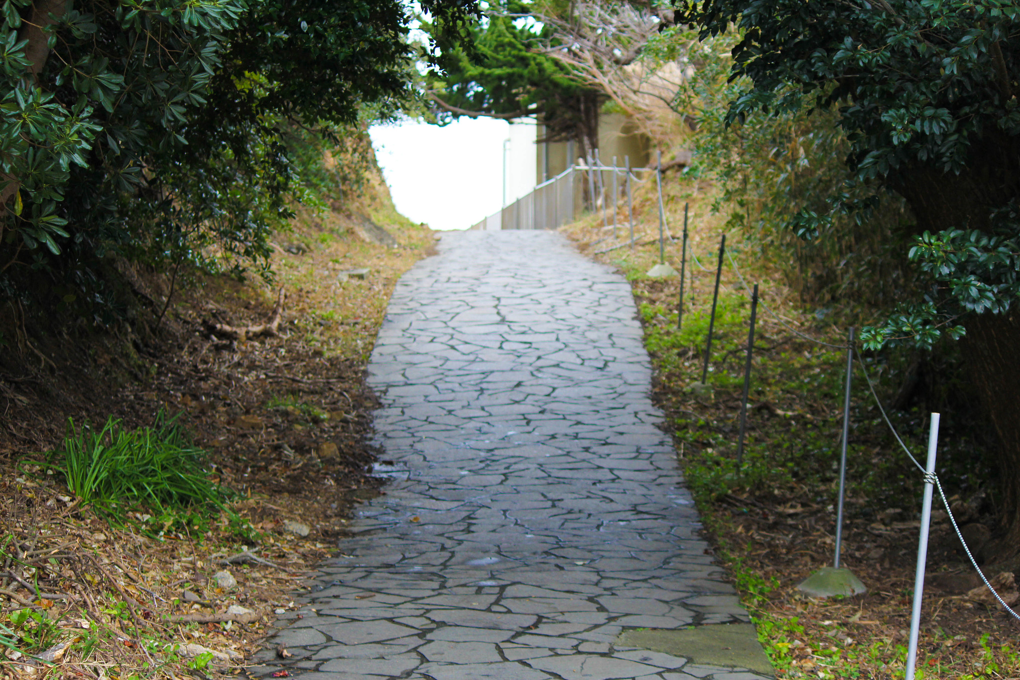 Canon EF-S 55-250mm F4-5.6 IS II sample photo. Cape iro photography