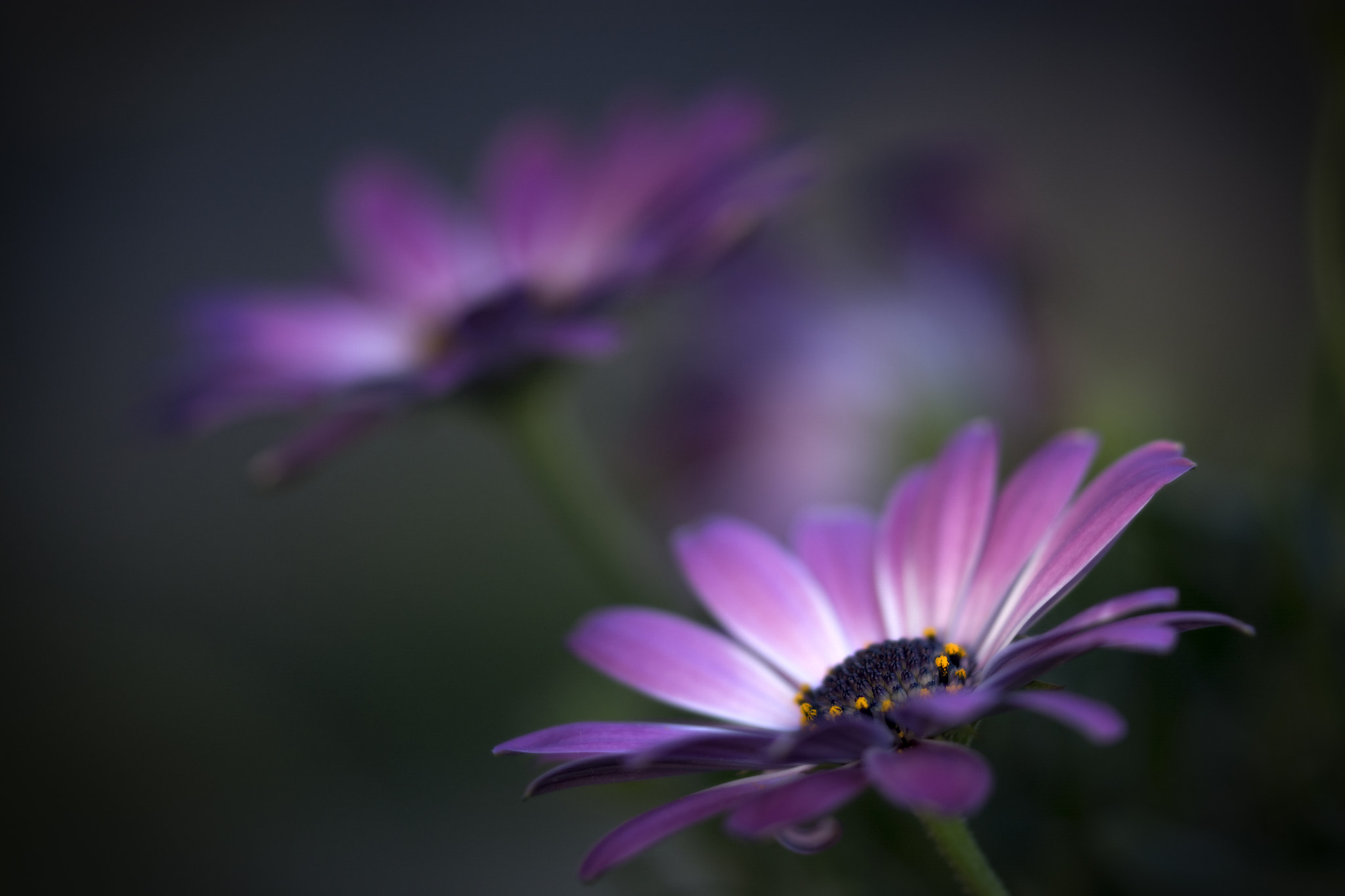 Sigma 105mm F2.8 EX DG OS HSM sample photo. Spring is coming 8 photography