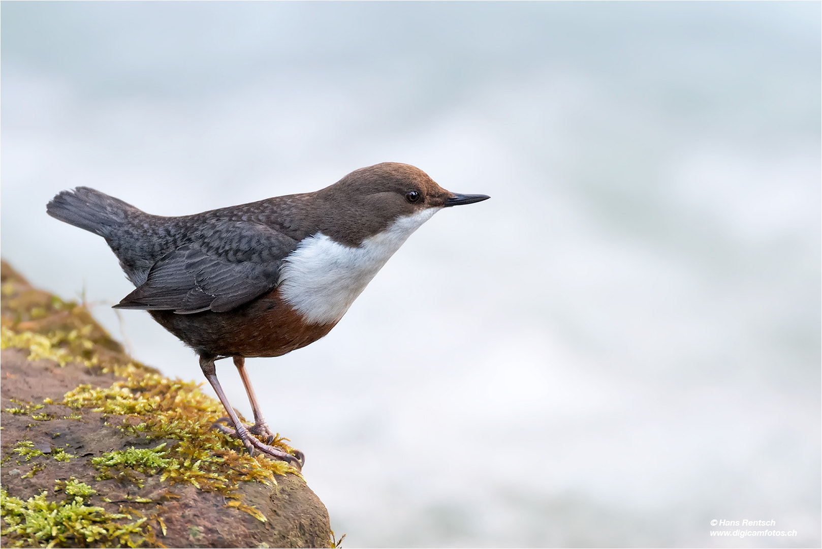 Nikon AF-S Nikkor 600mm F4E FL ED VR sample photo. In den morgenstunden bei der wasseramsel photography