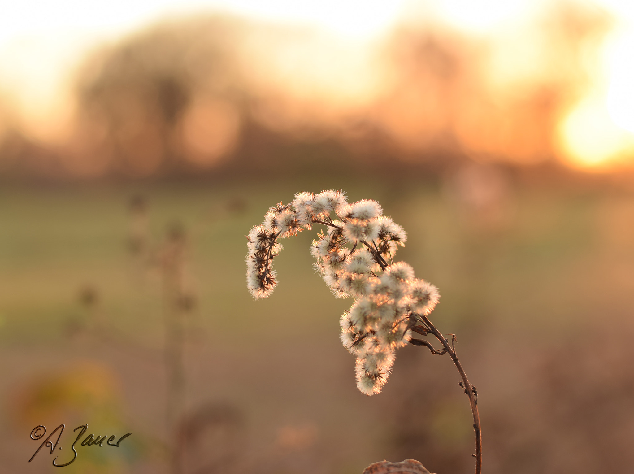 Nikon D5300 + Sigma 35mm F1.4 DG HSM Art sample photo. Sunset puschel photography