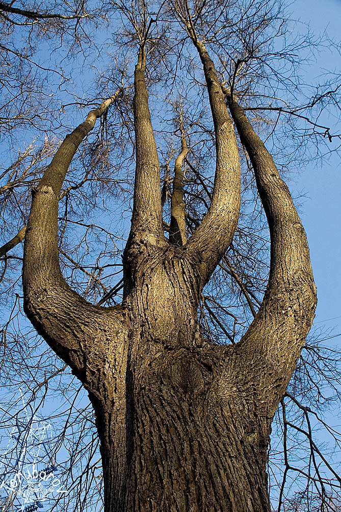 Canon EF 28-105mm f/3.5-4.5 USM sample photo. Tree photography