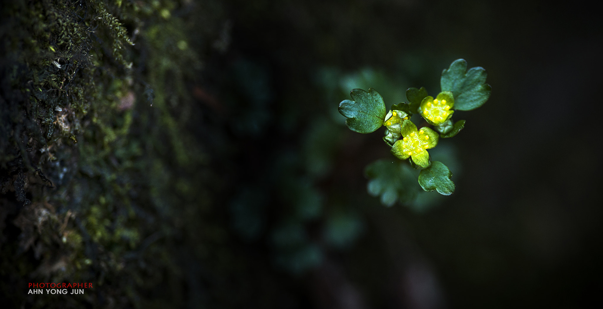 Nikon D3 sample photo. Wild flower series / stolon golden saxifrage photography