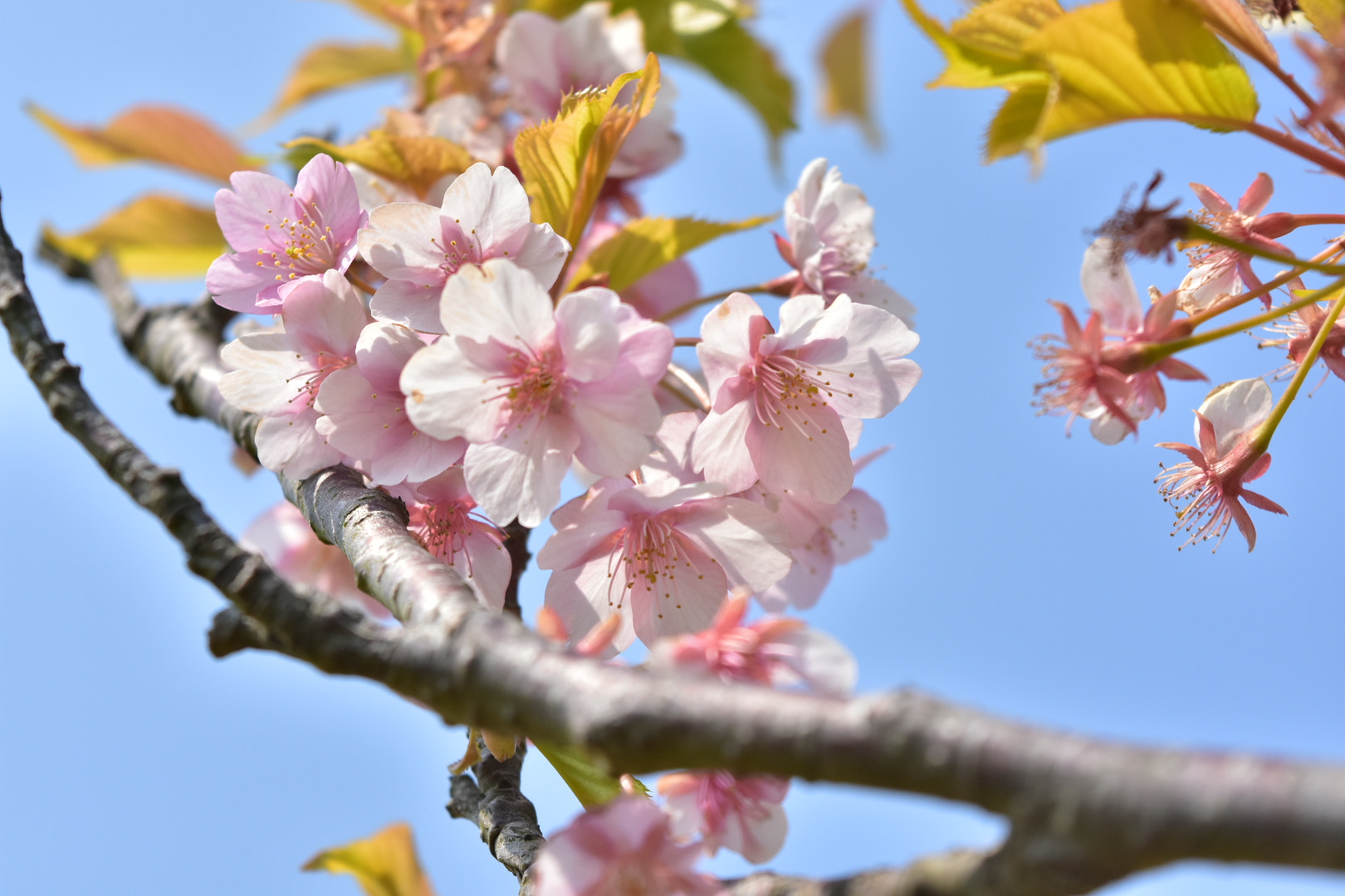 Nikon D7200 sample photo. Sakura  photography