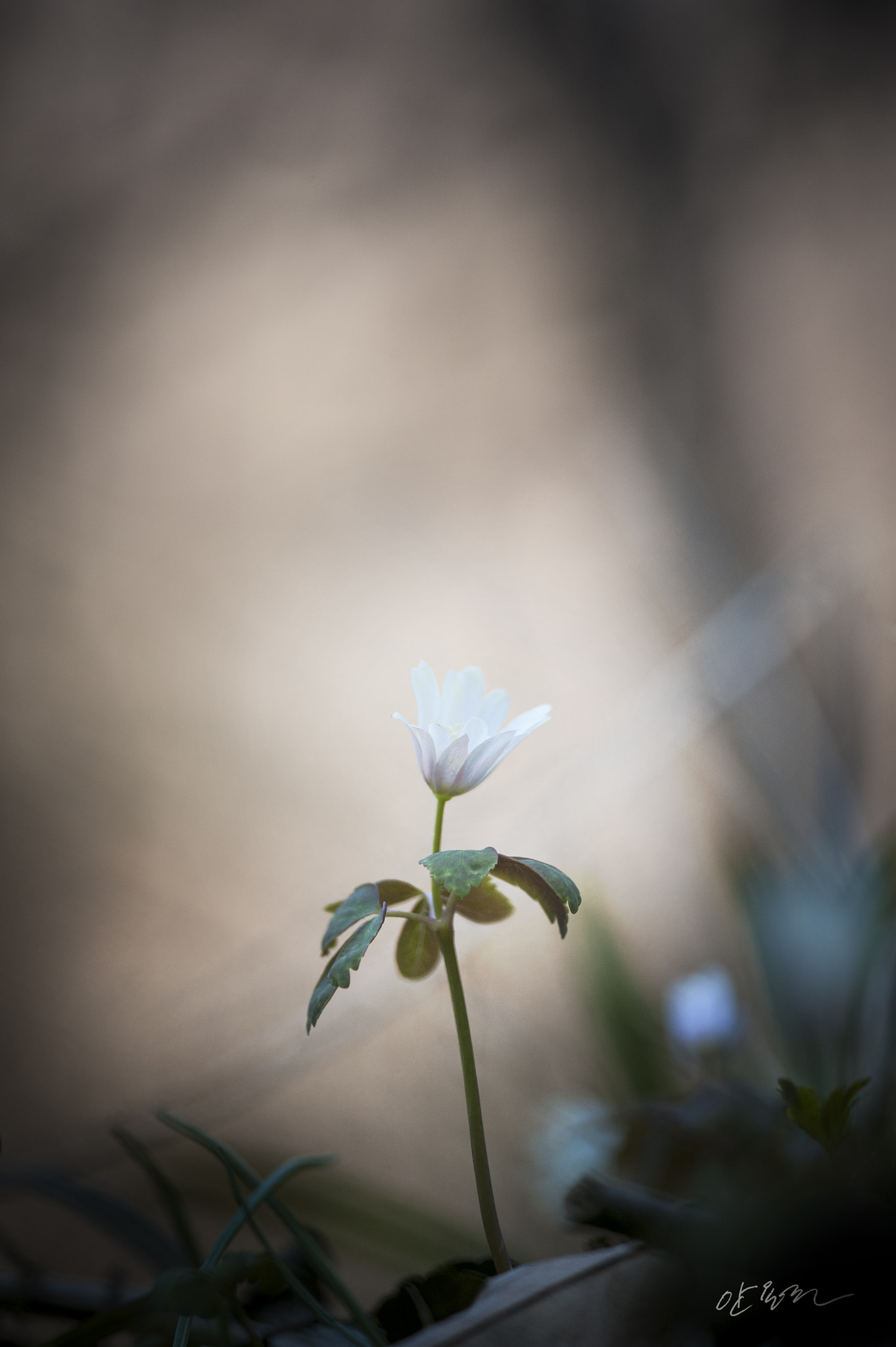 AF Zoom-Micro Nikkor 70-180mm f/4.5-5.6D ED sample photo. Wild flower series / anemone raddeana regel photography