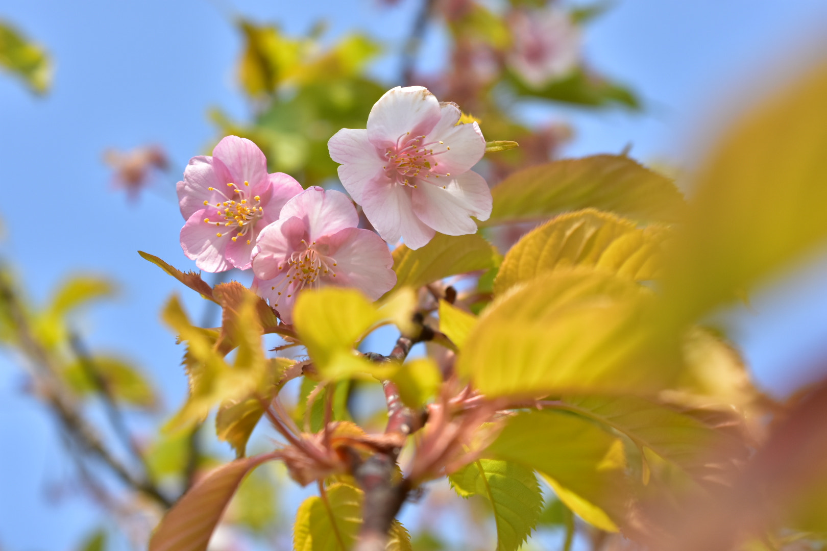 Nikon D7200 sample photo. Sakura branch  photography