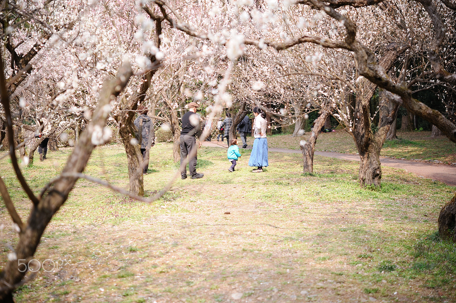 Nikon D700 sample photo. 春 photography