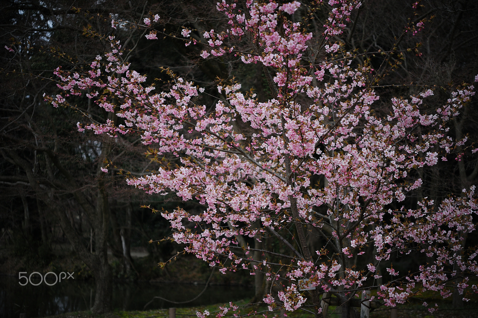 Nikon D700 + Nikon AF-S Micro-Nikkor 60mm F2.8G ED sample photo. 春 photography