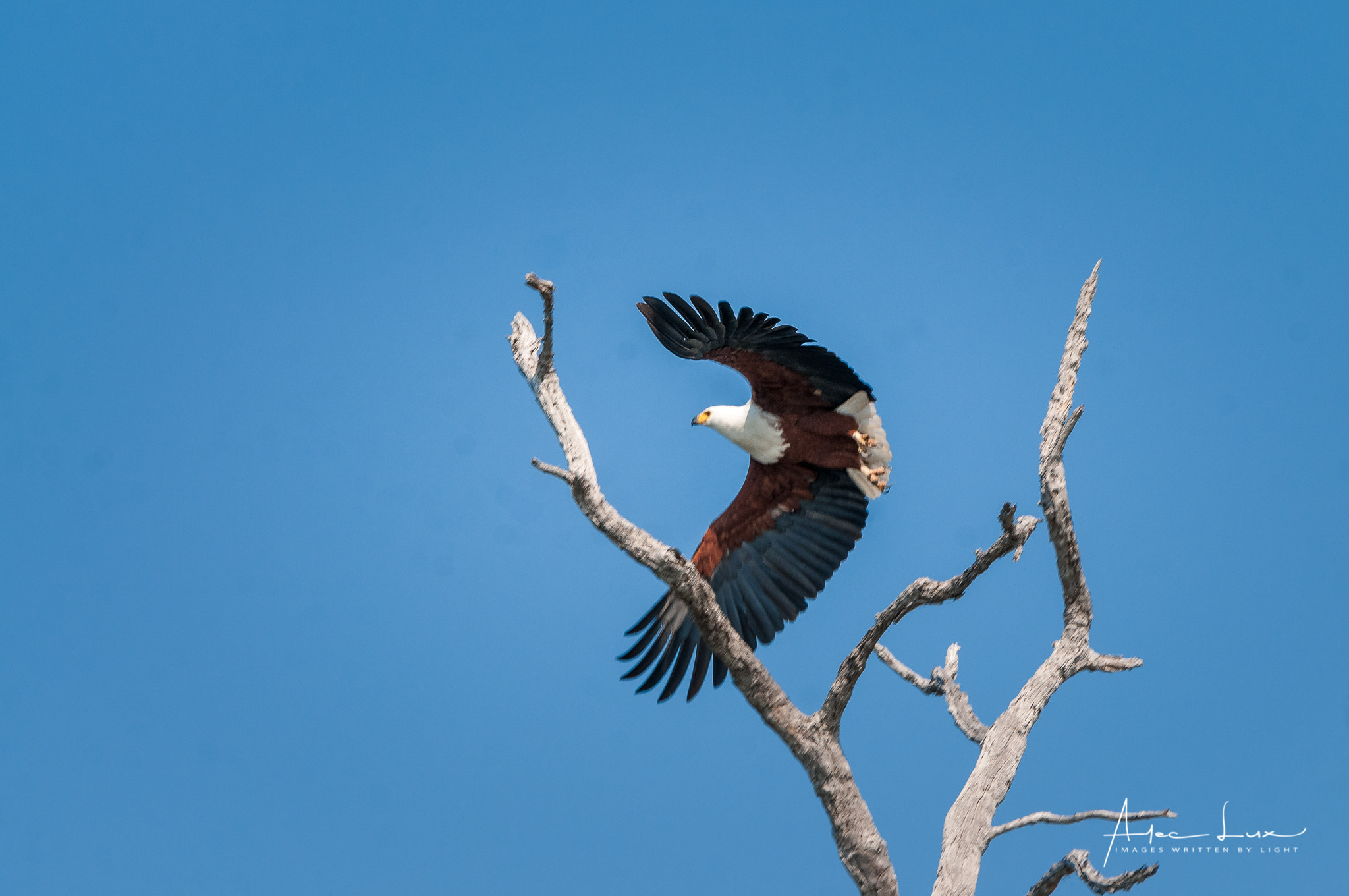 Nikon AF-S Nikkor 70-200mm F2.8G ED VR II sample photo. Take off photography