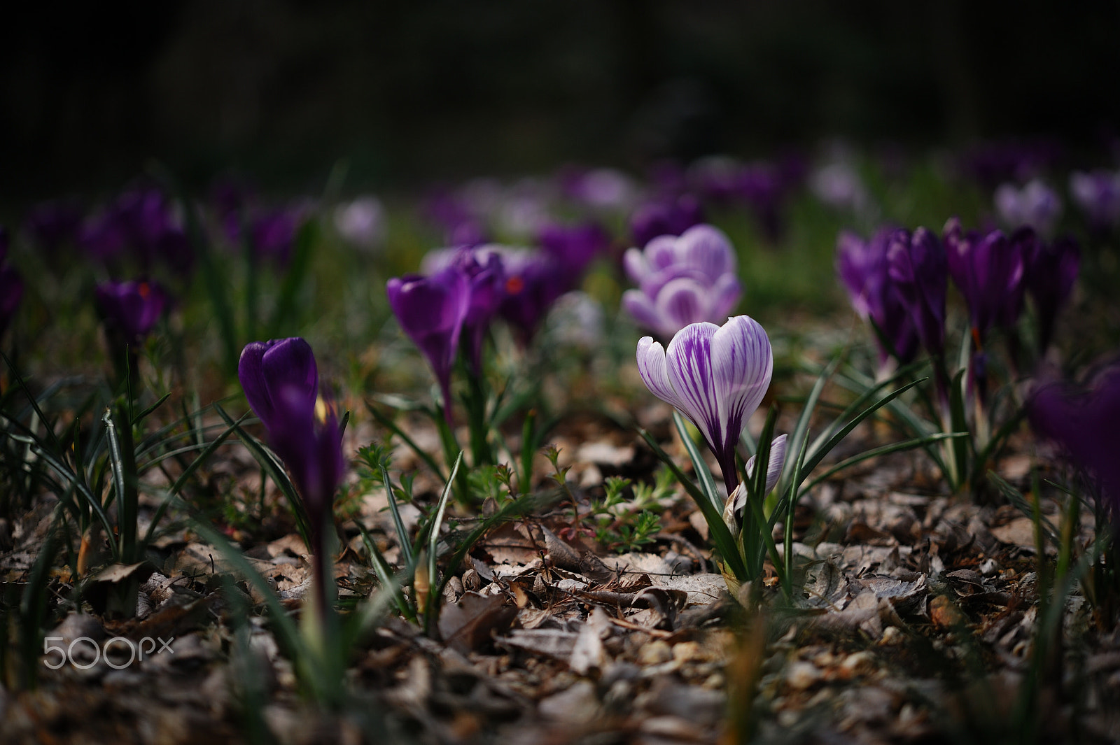 Nikon AF-S Micro-Nikkor 60mm F2.8G ED sample photo. 花図譜 photography