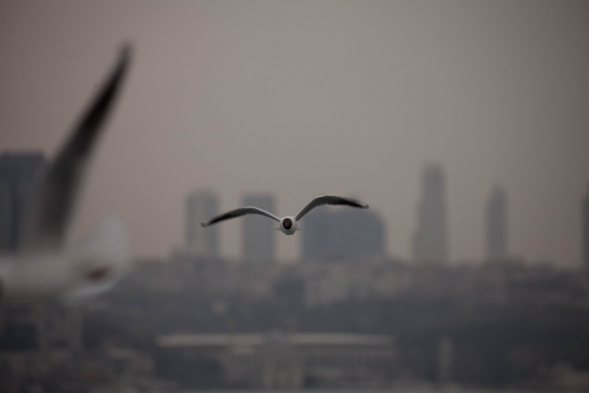 Canon EF 70-300mm F4-5.6L IS USM sample photo