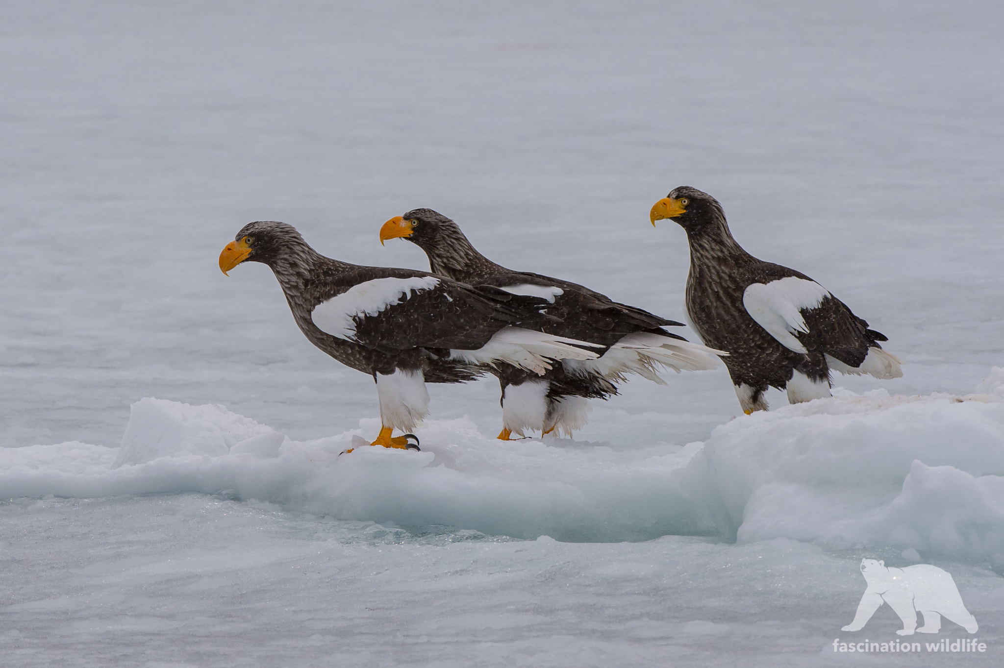 Nikon D4S + Nikon AF-S Nikkor 200-400mm F4G ED-IF VR sample photo. Eagles on ice photography