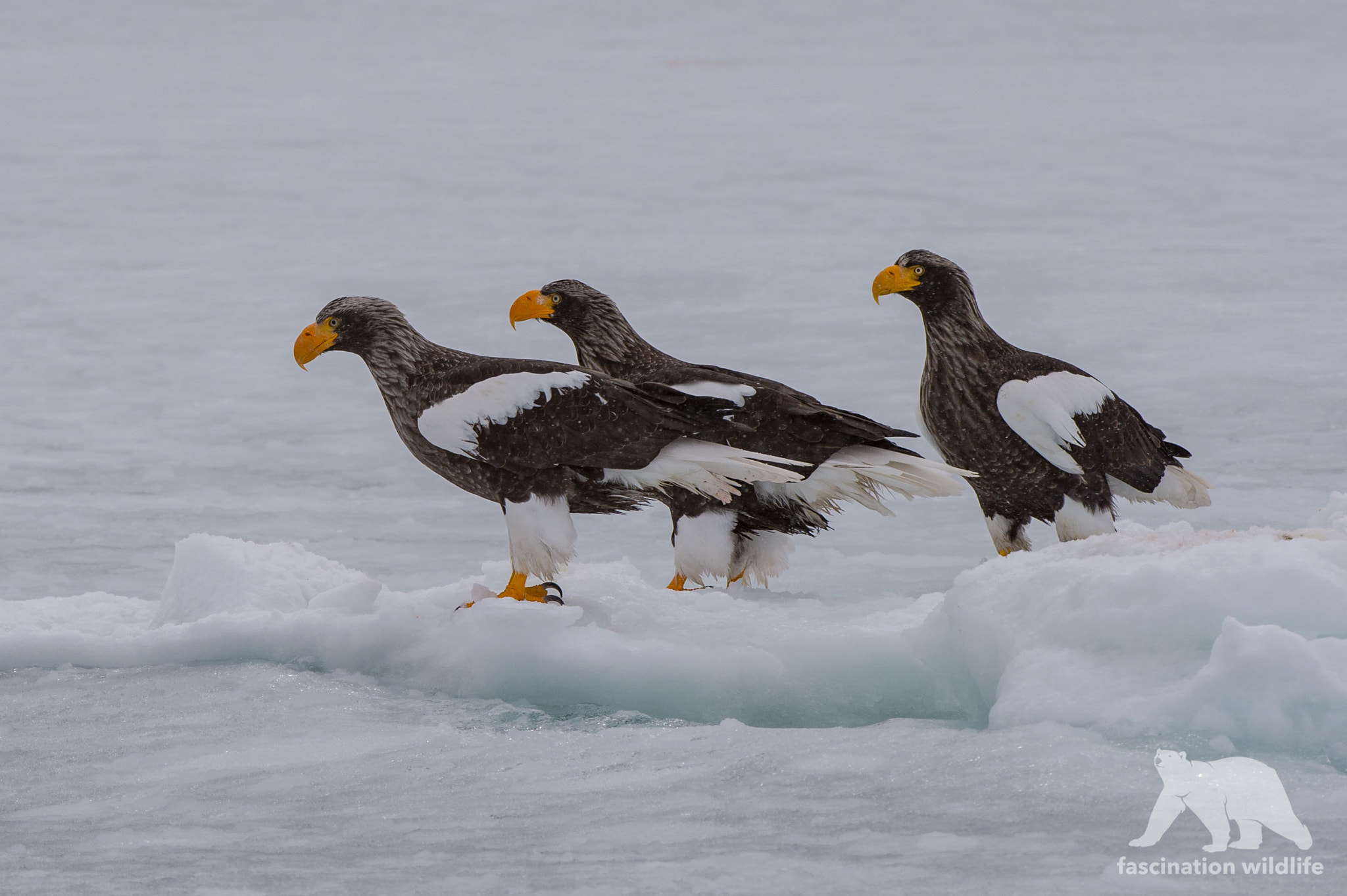 Nikon AF-S Nikkor 200-400mm F4G ED-IF VR sample photo. Eagles on ice photography