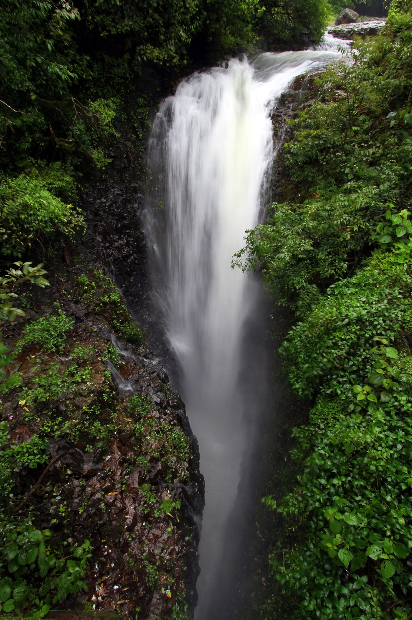 Canon EF-S 10-22mm F3.5-4.5 USM sample photo. Rainforest series photography