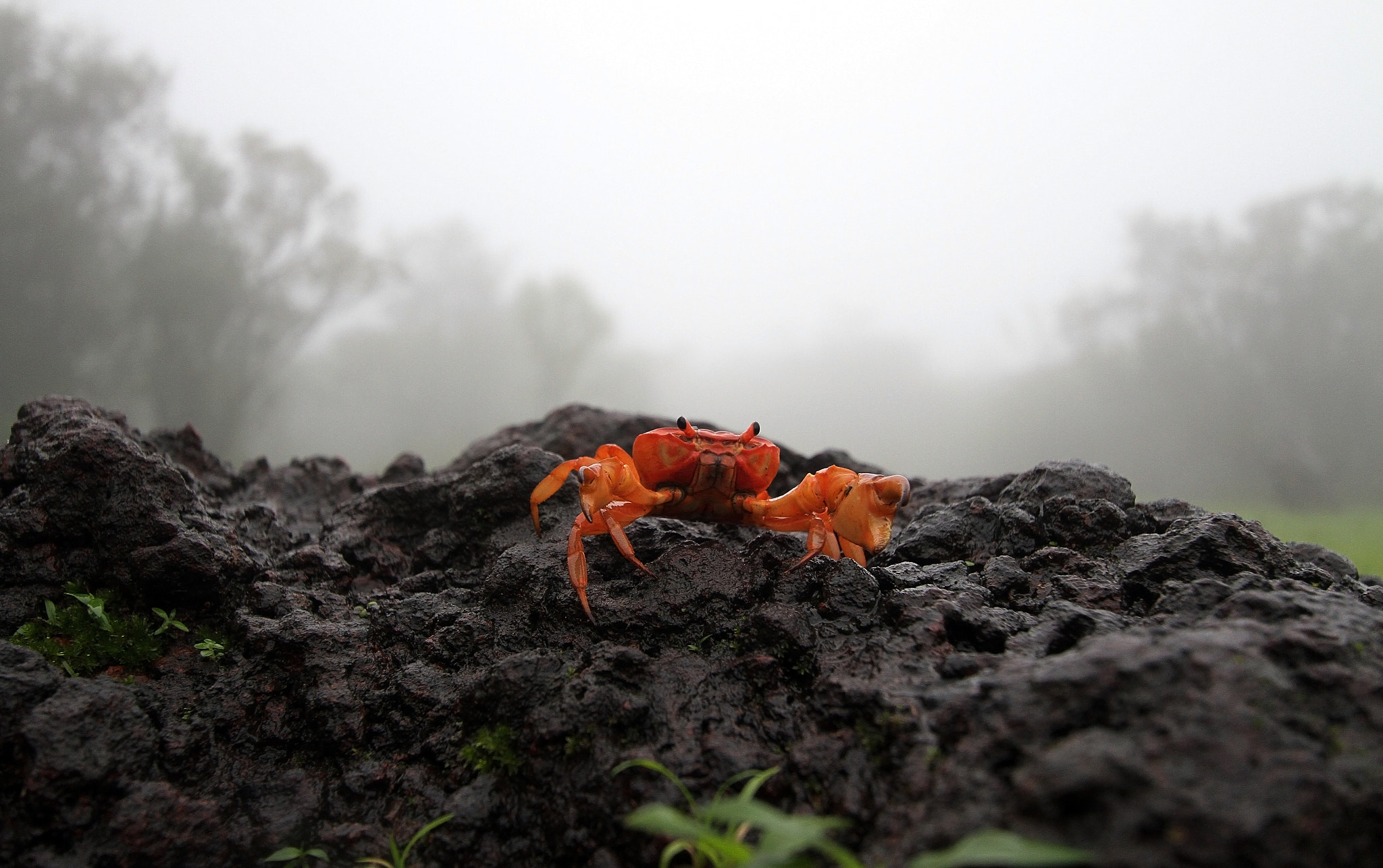 Canon EF-S 10-22mm F3.5-4.5 USM sample photo. Rainforest series photography