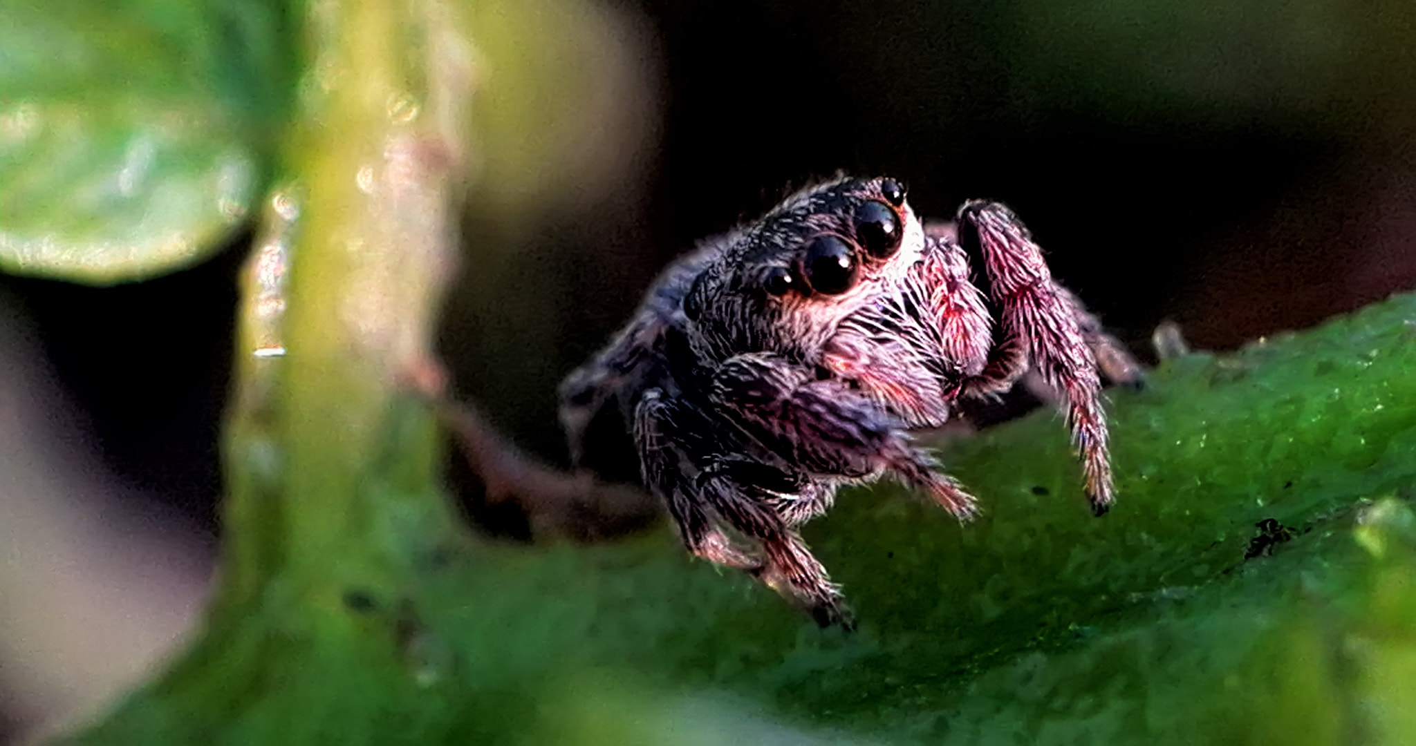 HUAWEI P6-U06 sample photo. Jumping spider photography