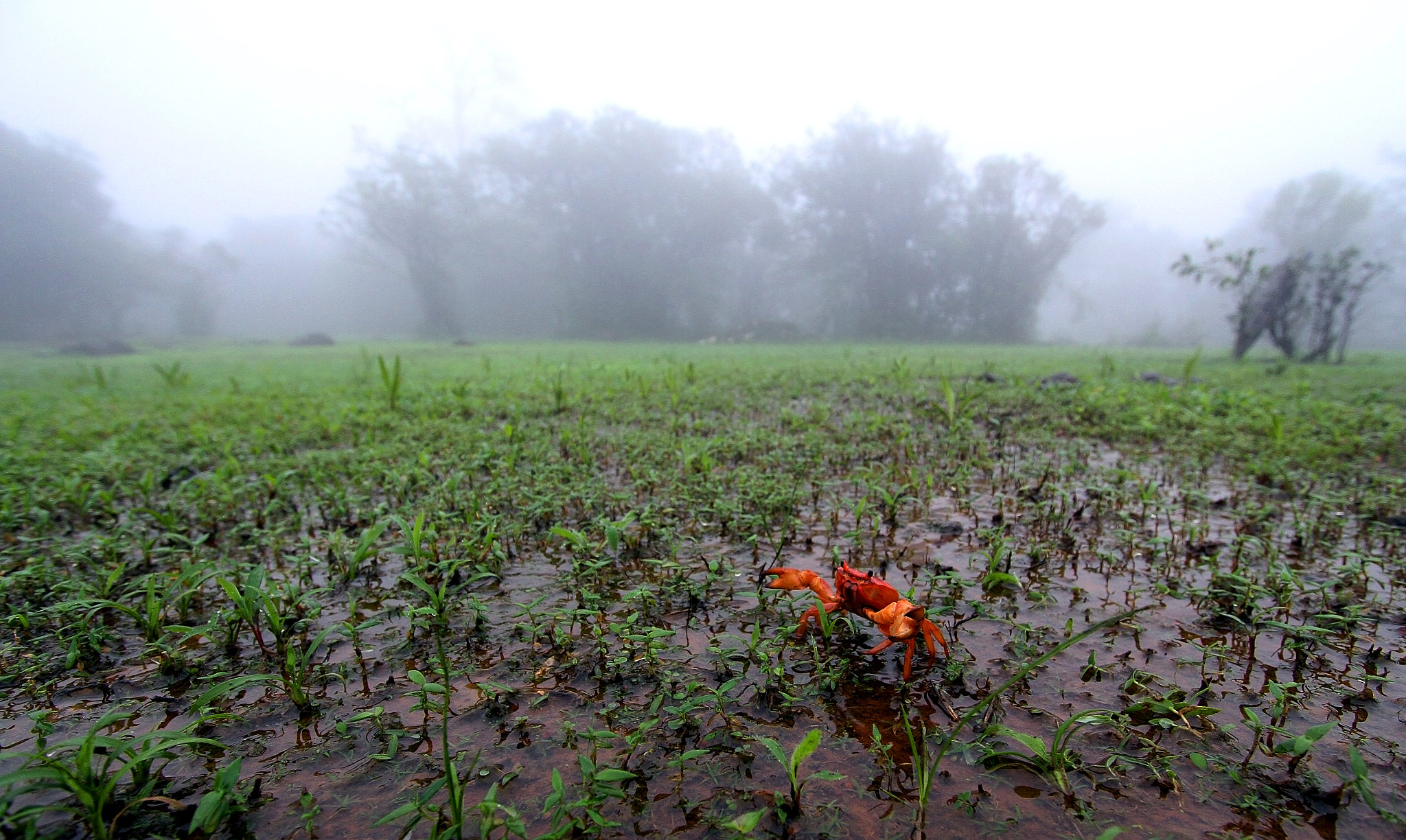 Canon EF-S 10-22mm F3.5-4.5 USM sample photo. Rainforest series photography