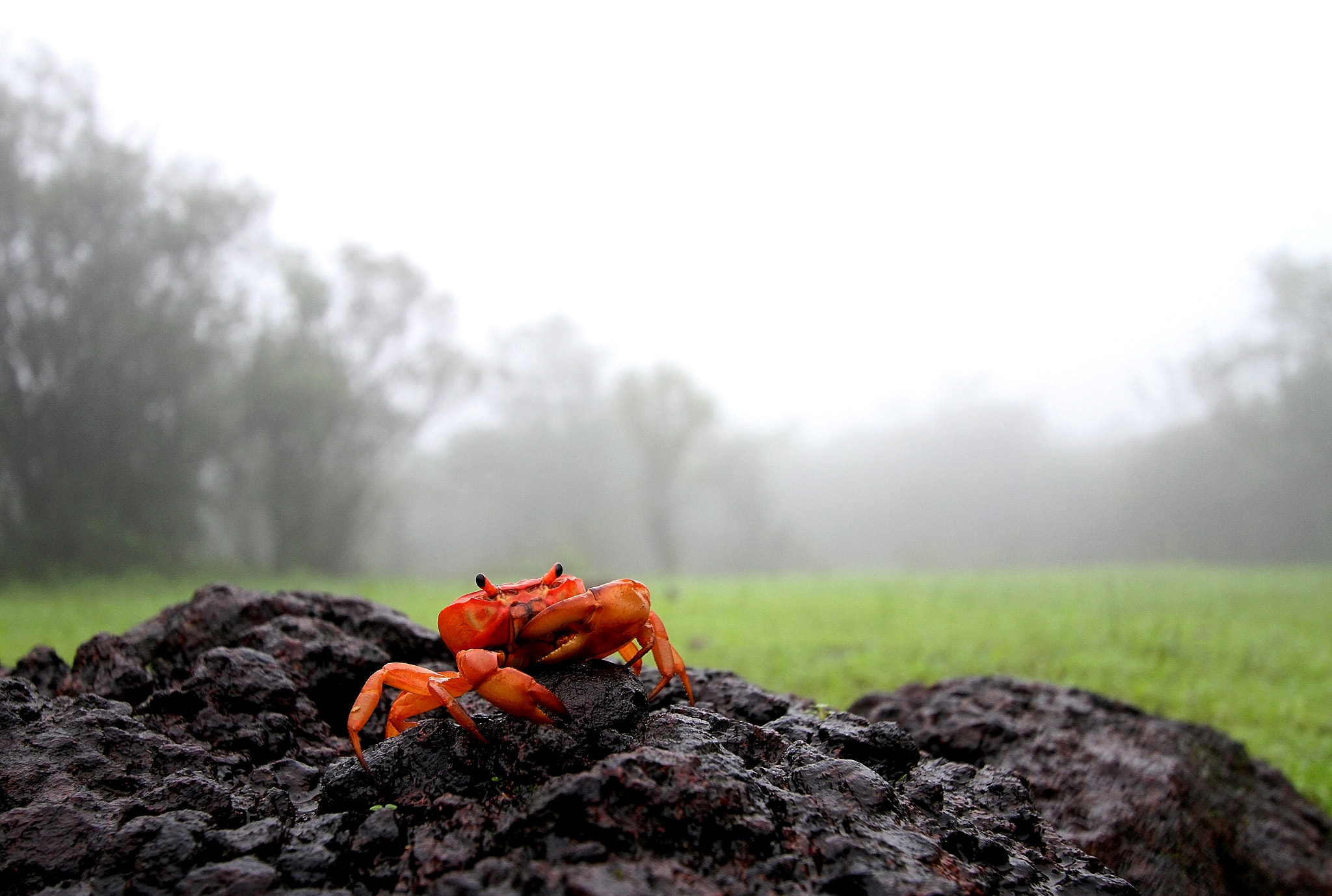 Canon EF-S 10-22mm F3.5-4.5 USM sample photo. Rainforest series photography