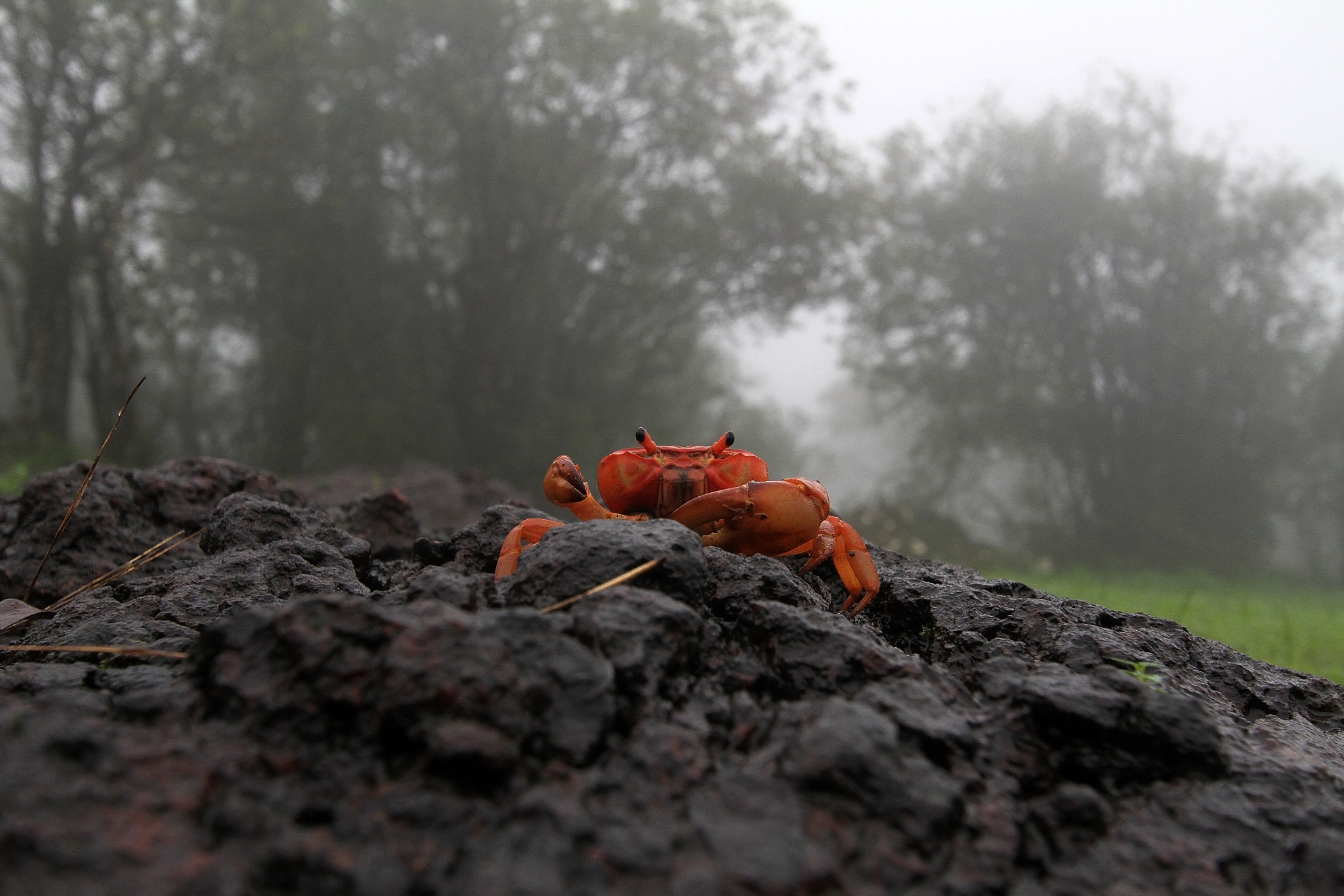 Canon EF-S 10-22mm F3.5-4.5 USM sample photo. Rainforest series photography