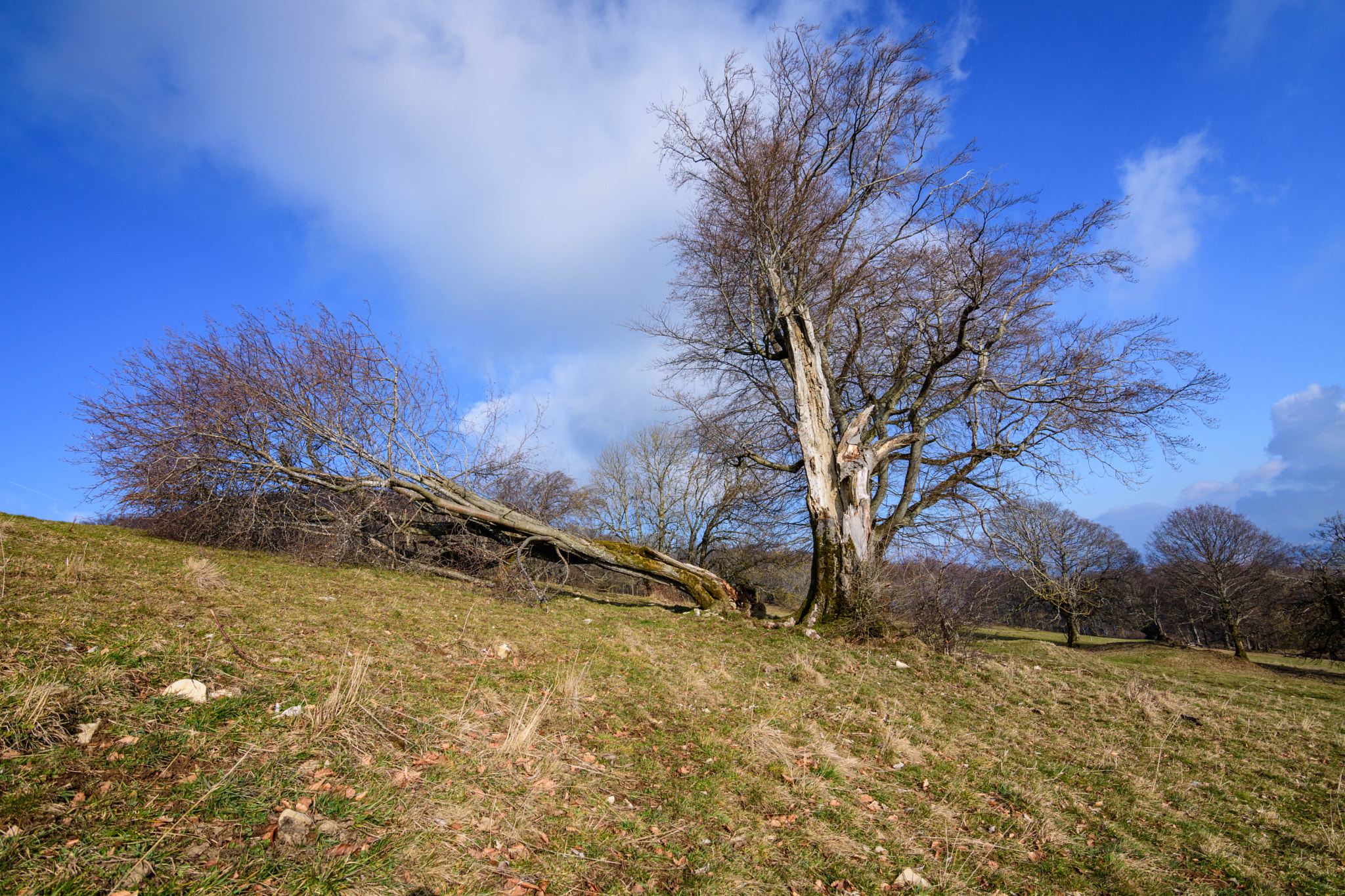 Nikon D7200 sample photo. Trees photography