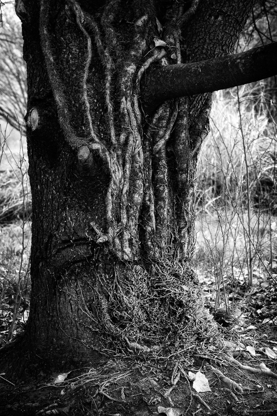 Fujifilm X-E1 sample photo. Tree photography
