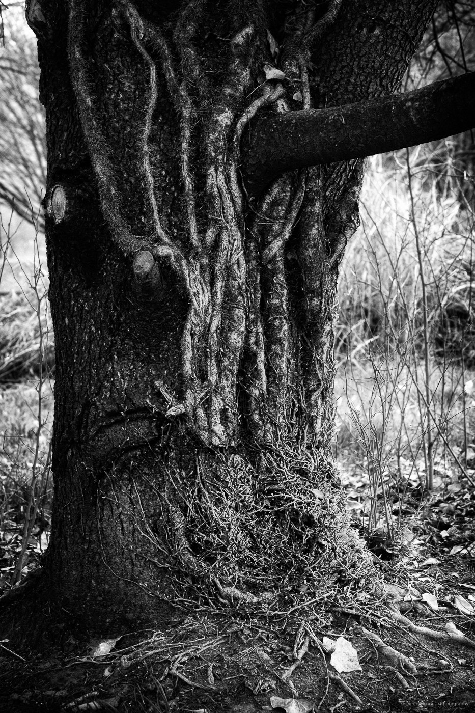 Fujifilm X-E1 + Fujifilm XF 55-200mm F3.5-4.8 R LM OIS sample photo. Tree photography