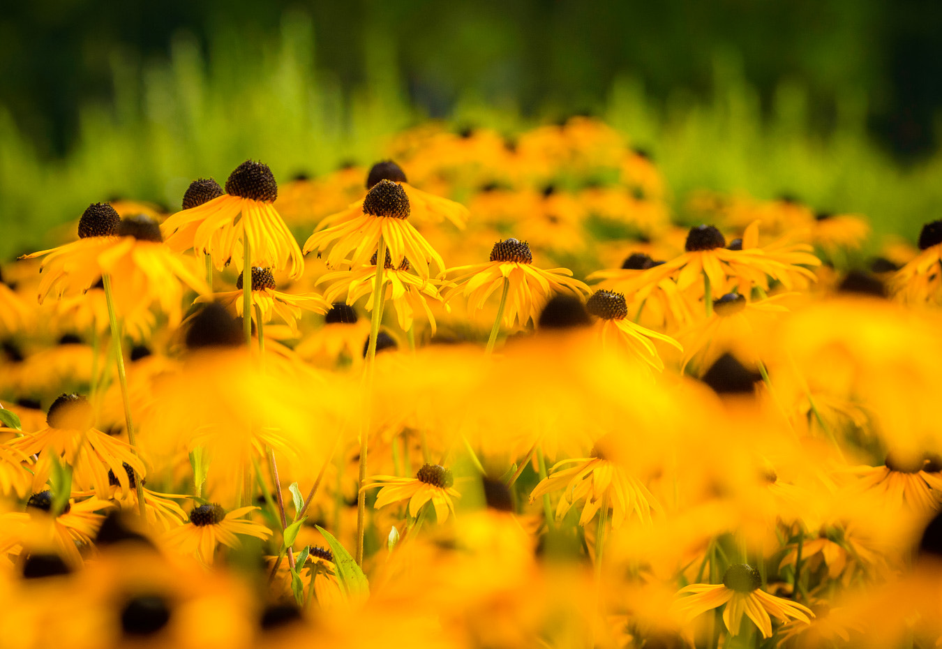 Nikon D3200 sample photo. Yellow daisies photography