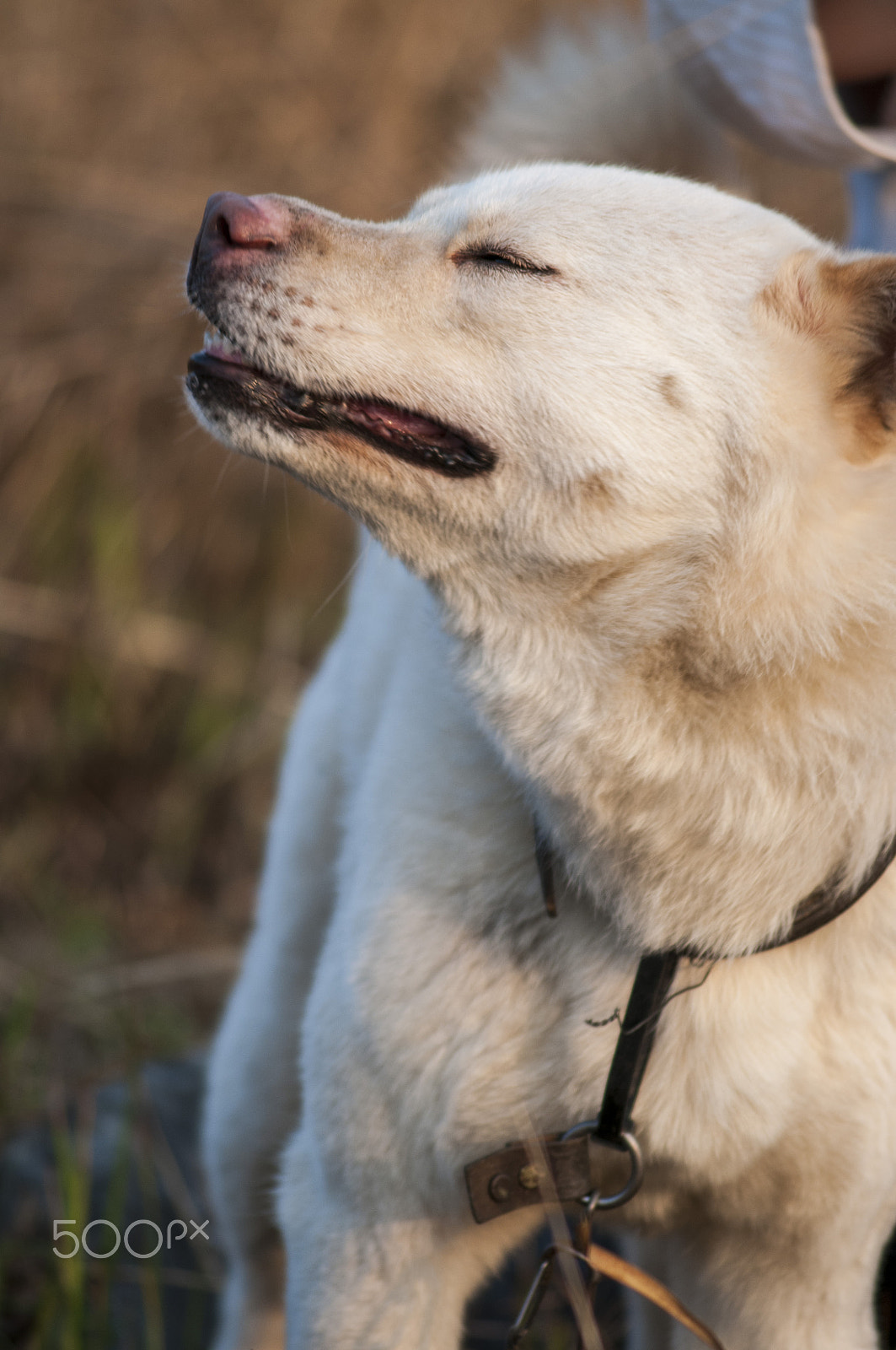 AF Zoom-Nikkor 75-240mm f/4.5-5.6D sample photo. Tigrone photography