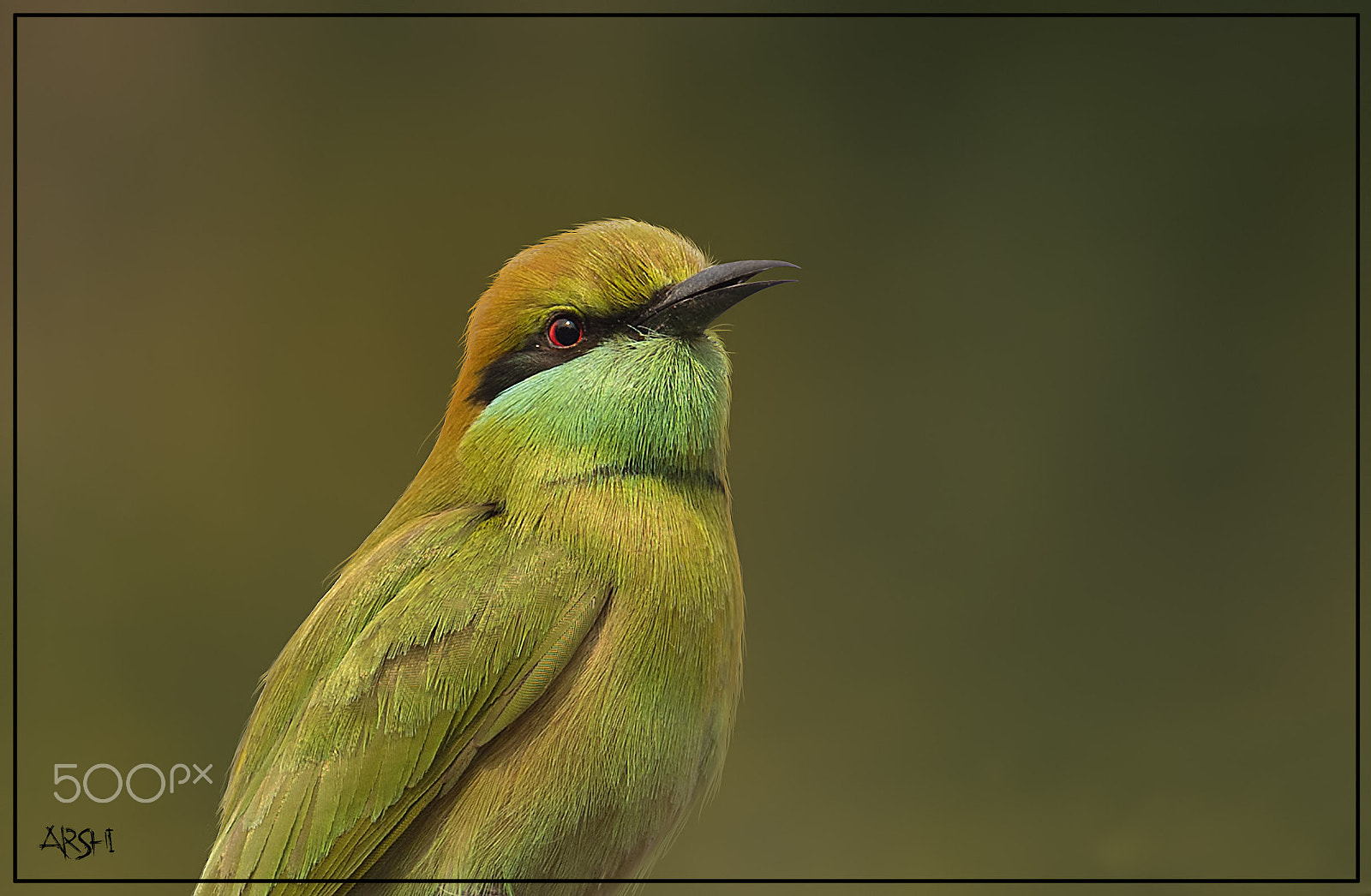 Nikon D5 + Nikon AF-S Nikkor 600mm F4E FL ED VR sample photo. Bird name : bee eater photography