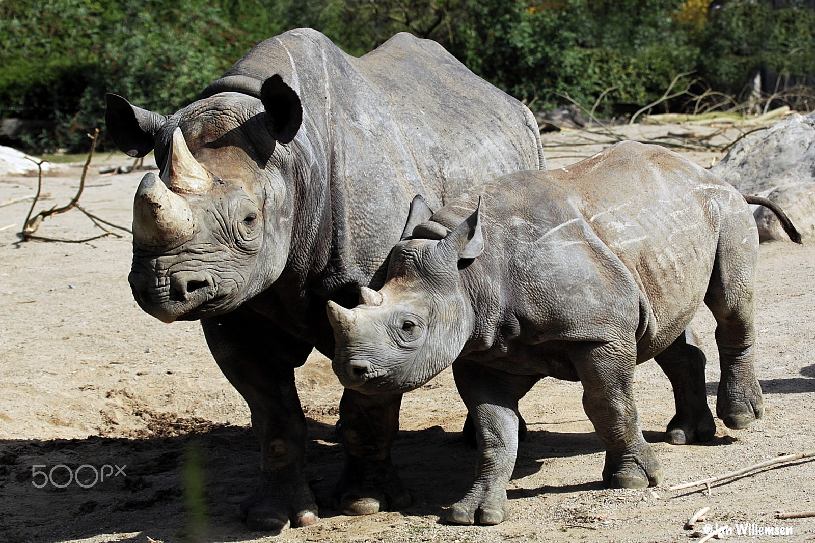 Canon EF 100-400mm F4.5-5.6L IS USM sample photo. Black rhino photography
