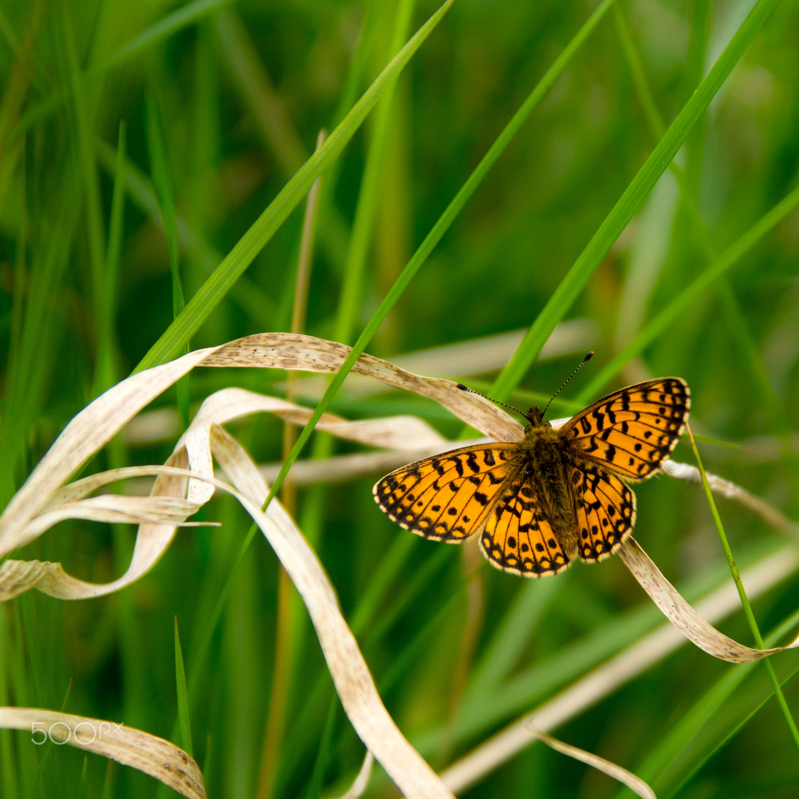 Sony SLT-A58 sample photo. Butterfly photography