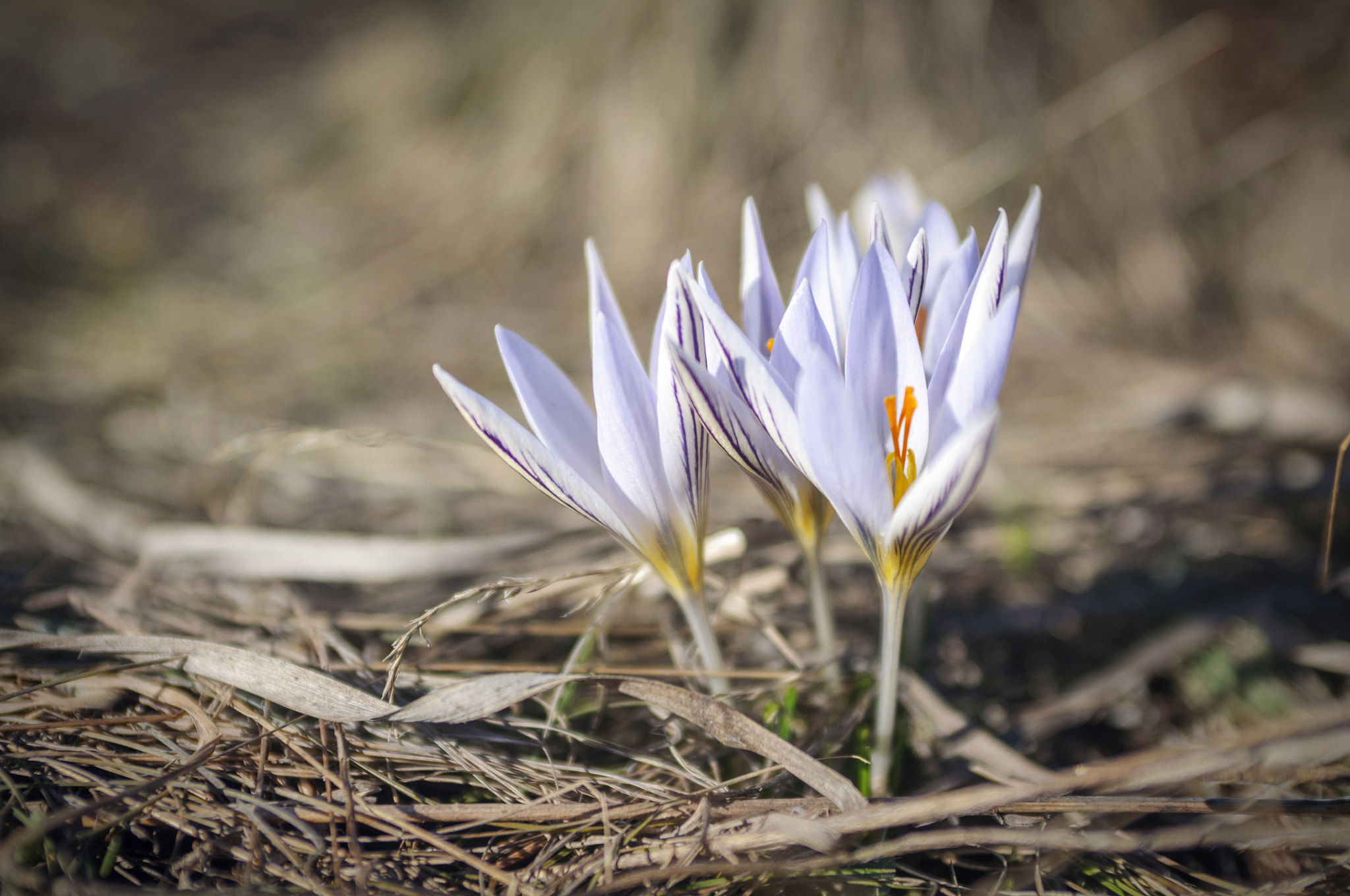 AF Zoom-Nikkor 35-70mm f/2.8 sample photo. ... photography