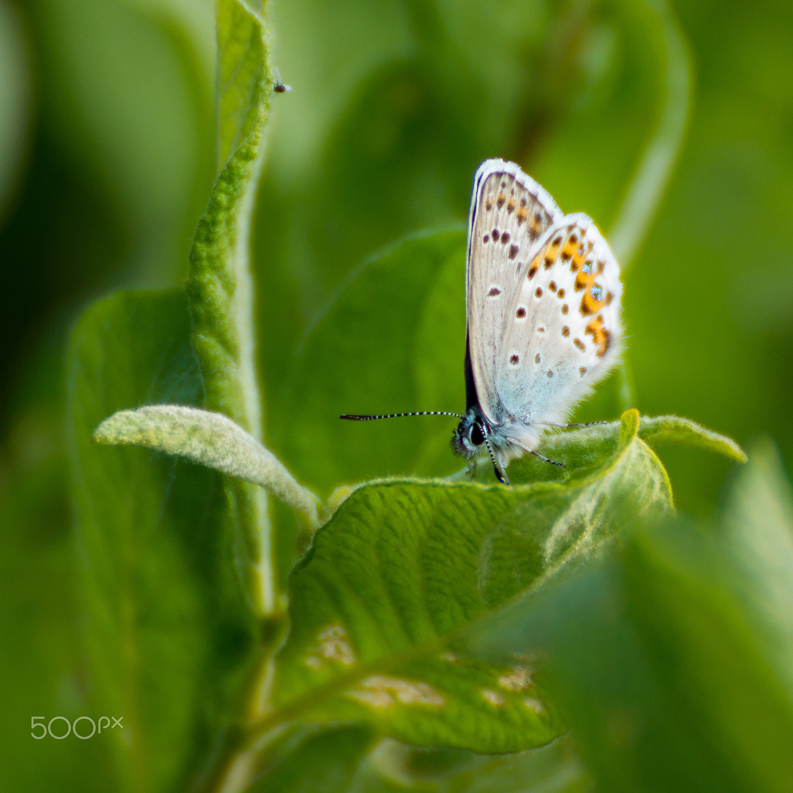 Tamron SP 70-300mm F4-5.6 Di USD sample photo. Butterfly photography
