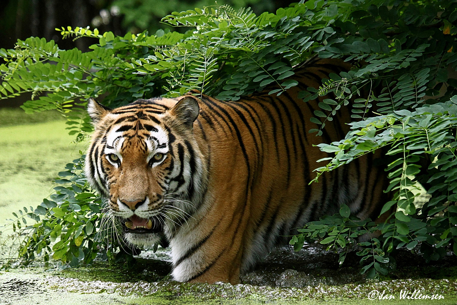 Canon EOS-1D Mark IV + Canon EF 100-400mm F4.5-5.6L IS USM sample photo. Amur tiger photography