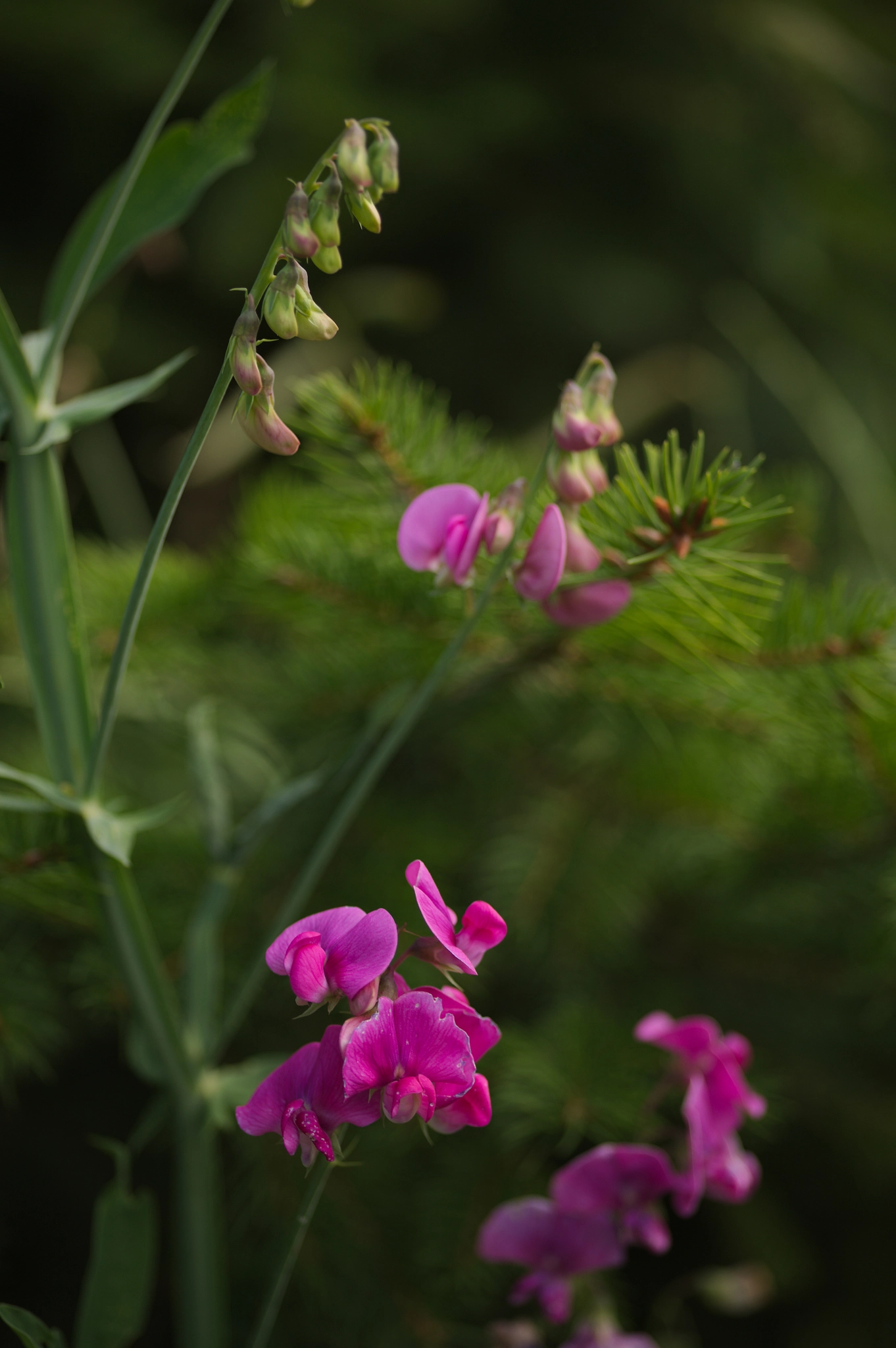 Canon EOS 5D + Sigma 105mm F2.8 EX DG Macro sample photo. Img_2956.jpg photography