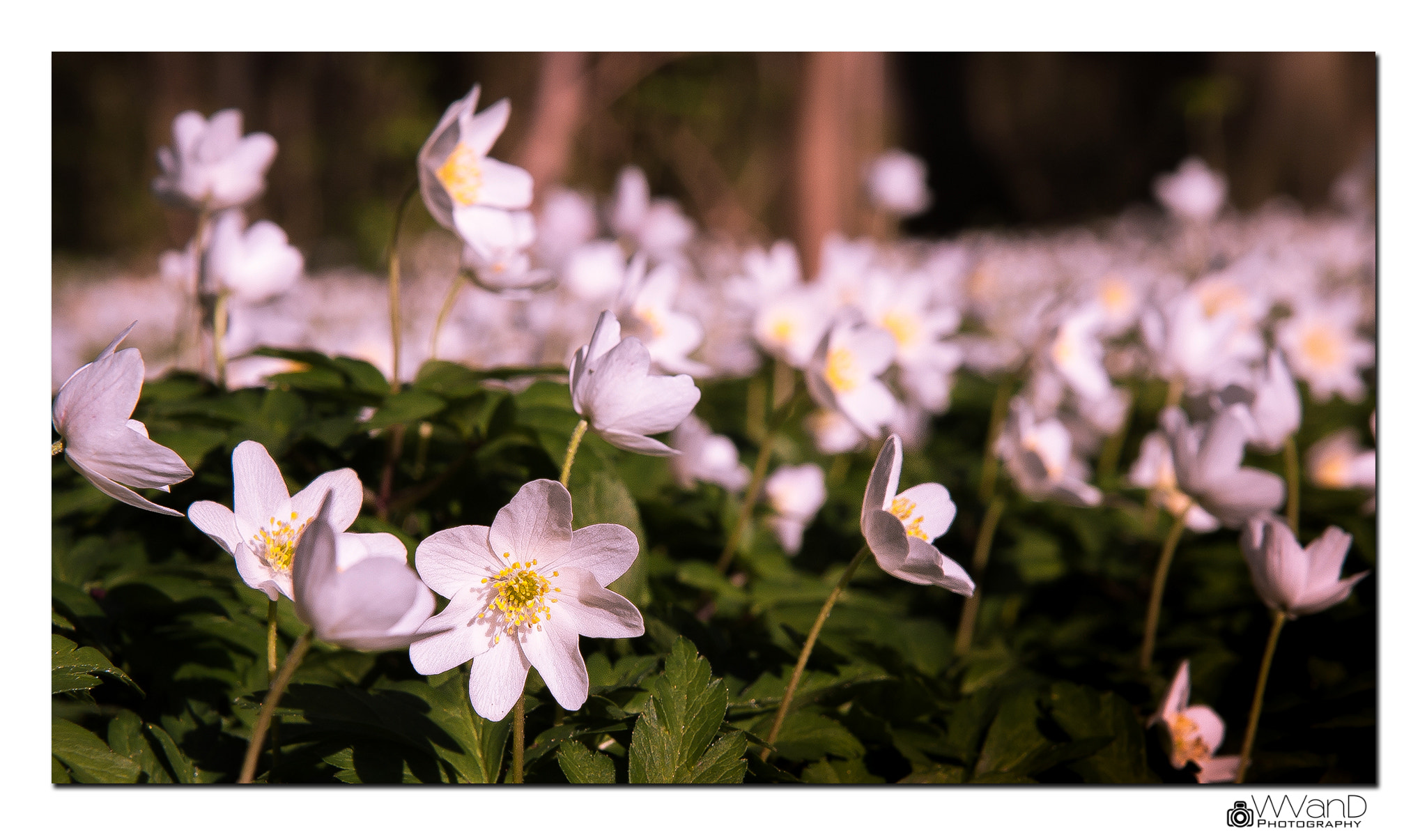 Canon EOS 40D sample photo. Flower photography