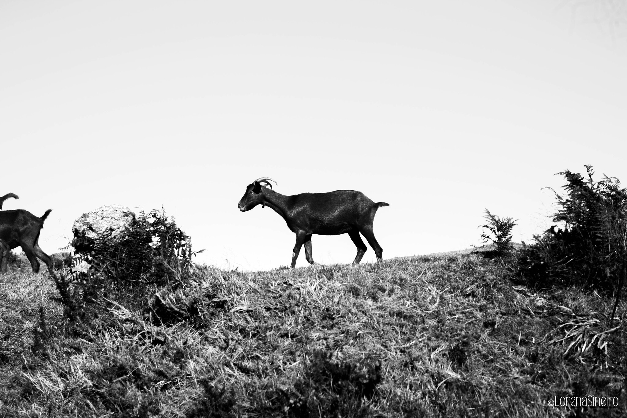Canon EOS 1000D (EOS Digital Rebel XS / EOS Kiss F) sample photo. Goat in the mointain photography