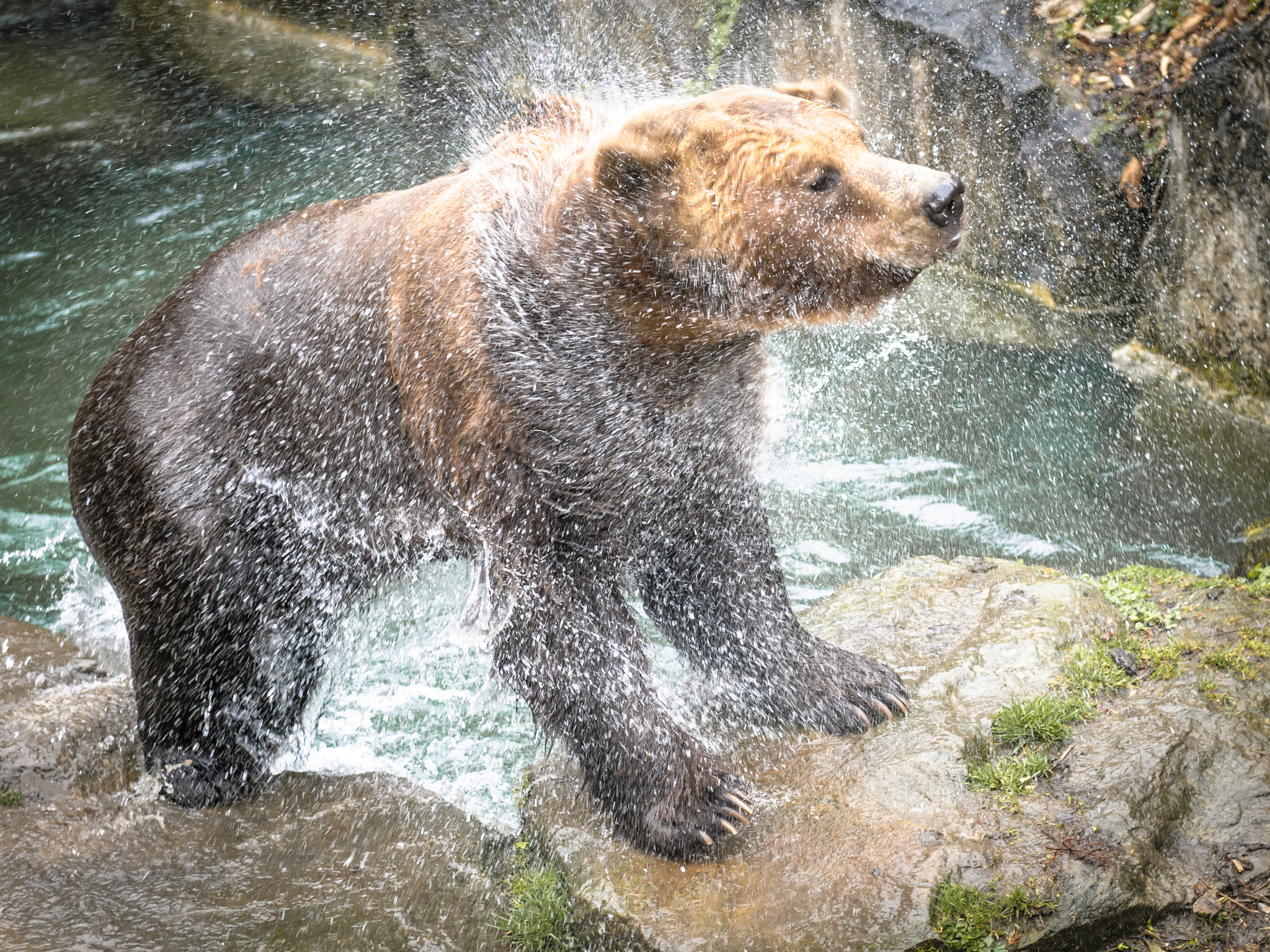 Nikon AF-S Nikkor 24-70mm F2.8G ED sample photo. Brown bear shakes dry photography