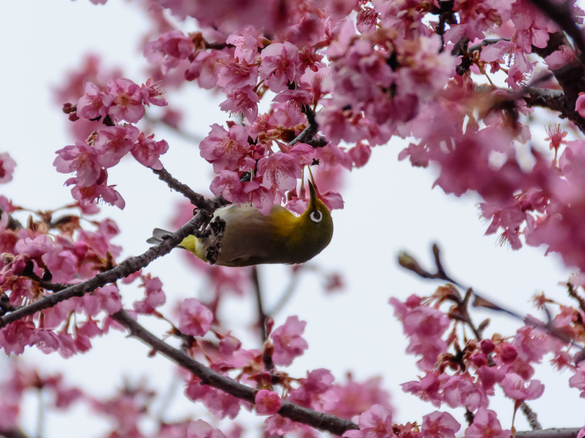 Nikon D5200 + Sigma 18-200mm F3.5-6.3 II DC OS HSM sample photo. 春はみんな大忙し photography